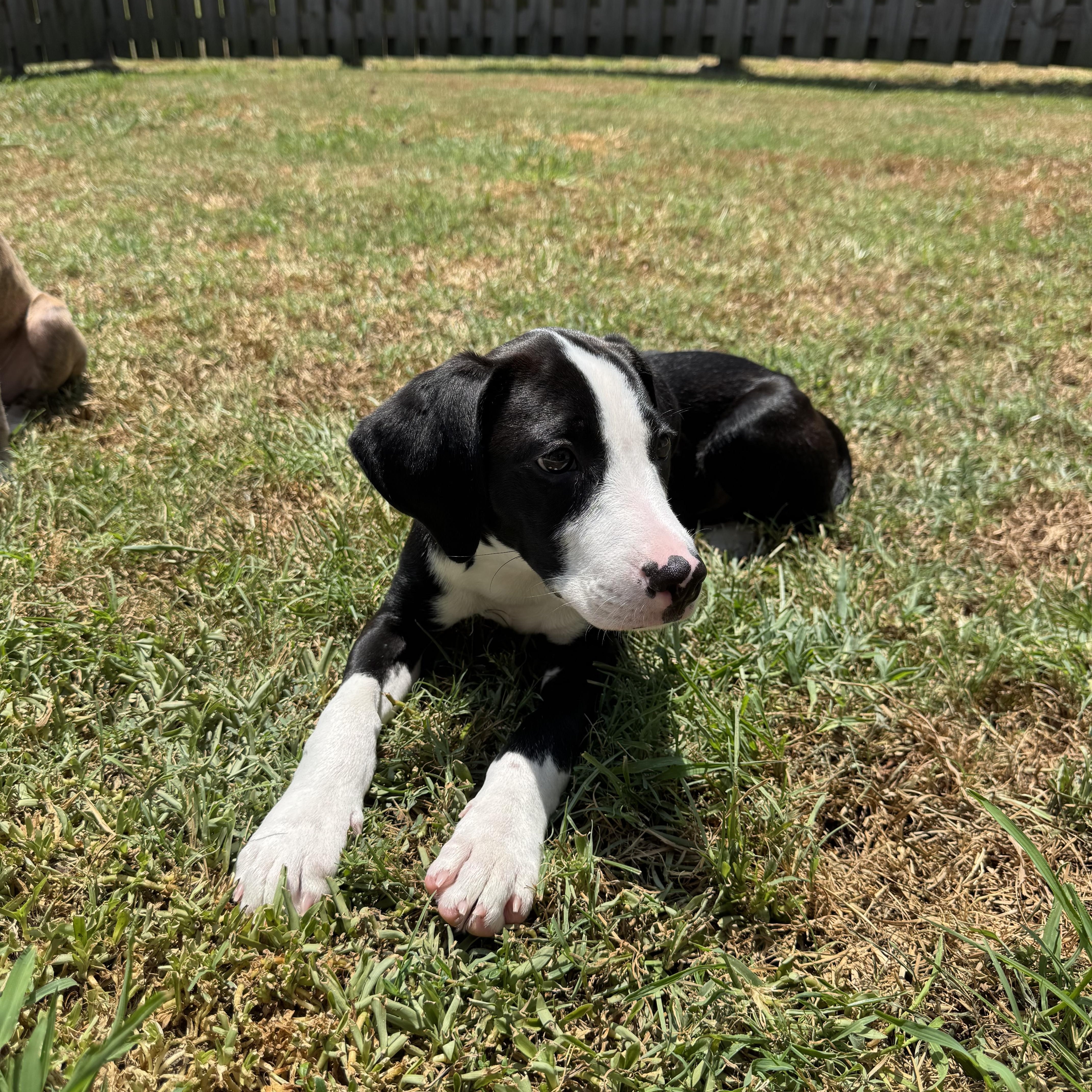 Jack, a ADOPTABLE mixed breed in Baker, LA image 2/6