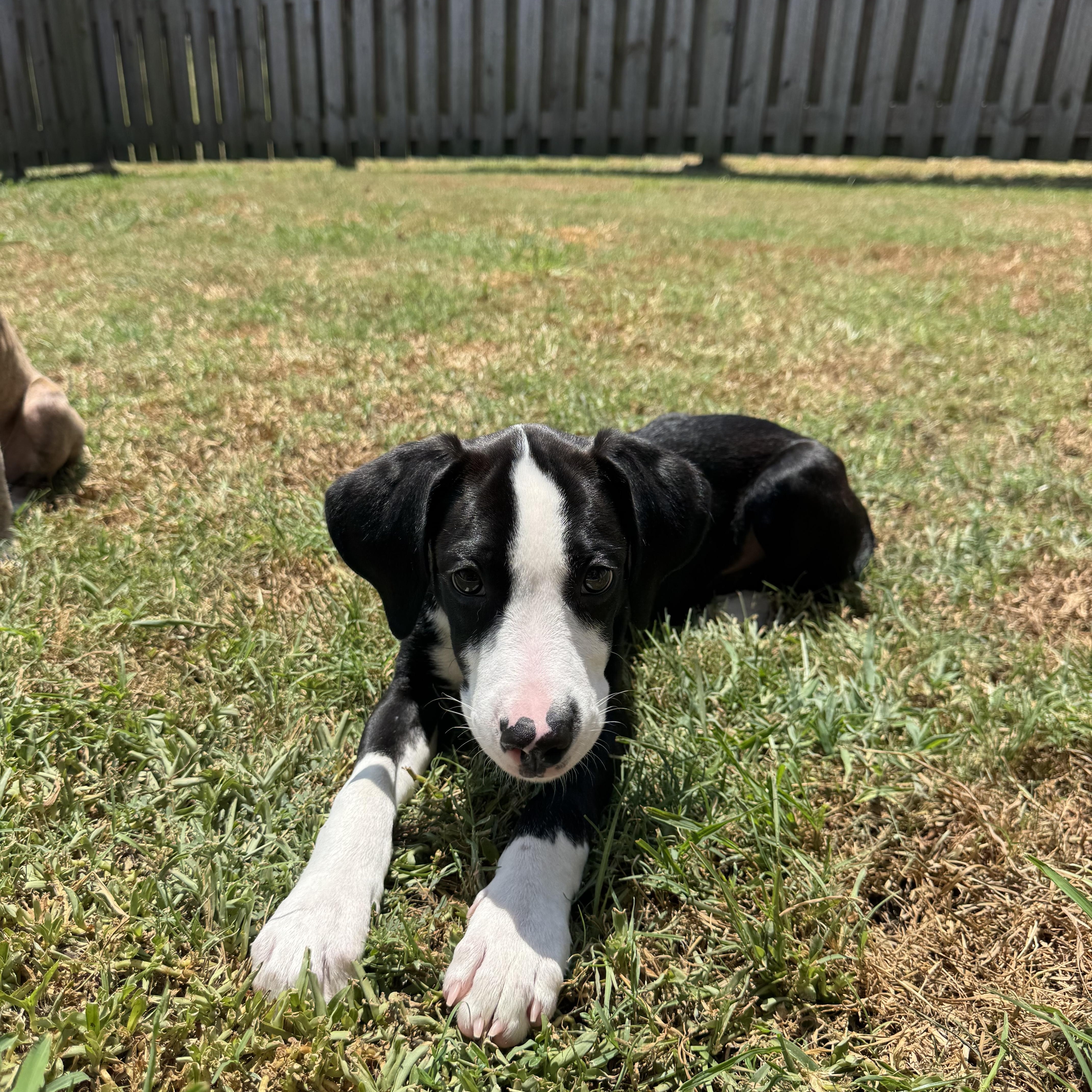 Jack, a ADOPTABLE mixed breed in Baker, LA image 4/6