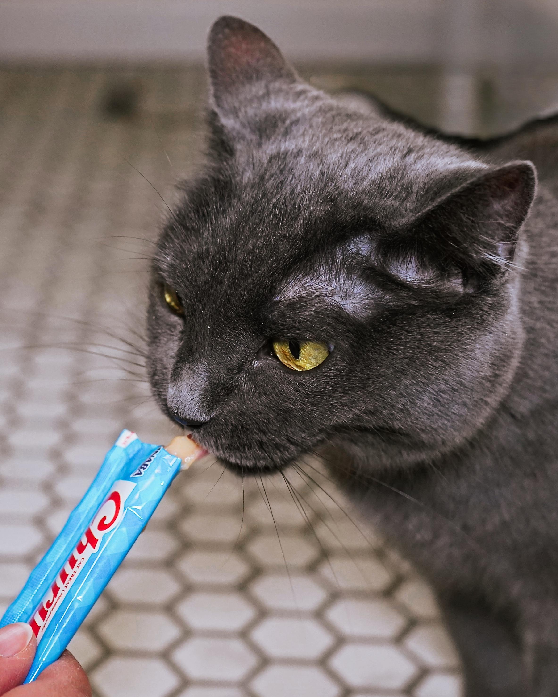 Jazzy, a Adoptable Domestic Short Hair in Milwaukee, WI image 3/6