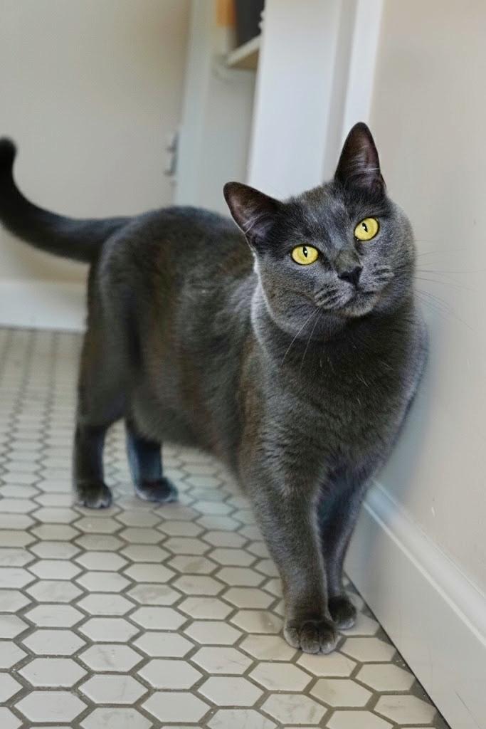 Jazzy, Adoptable, Adult Female Domestic Short Hair.