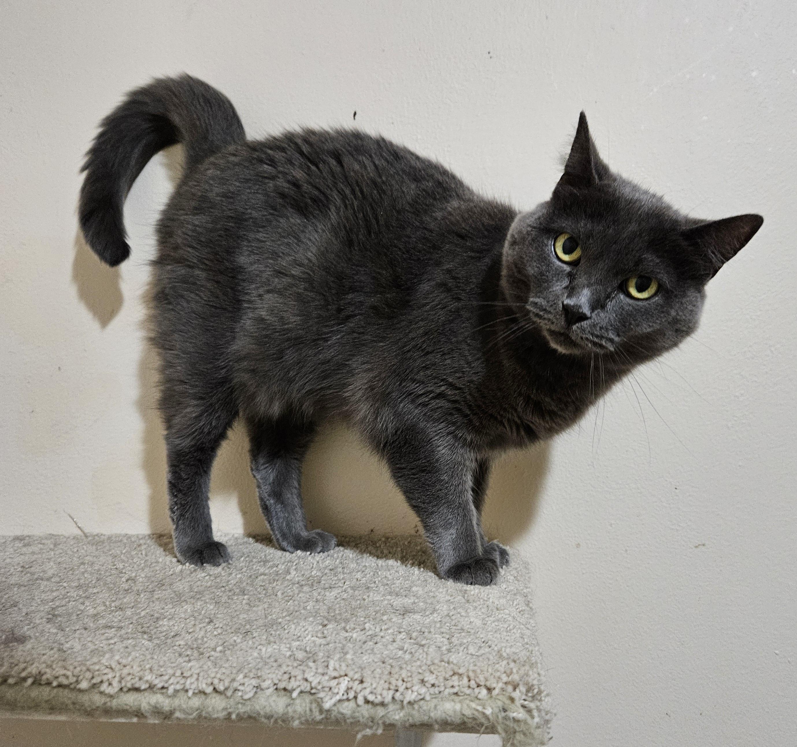 Jazzy, a Adoptable Domestic Short Hair in Milwaukee, WI image 4/6