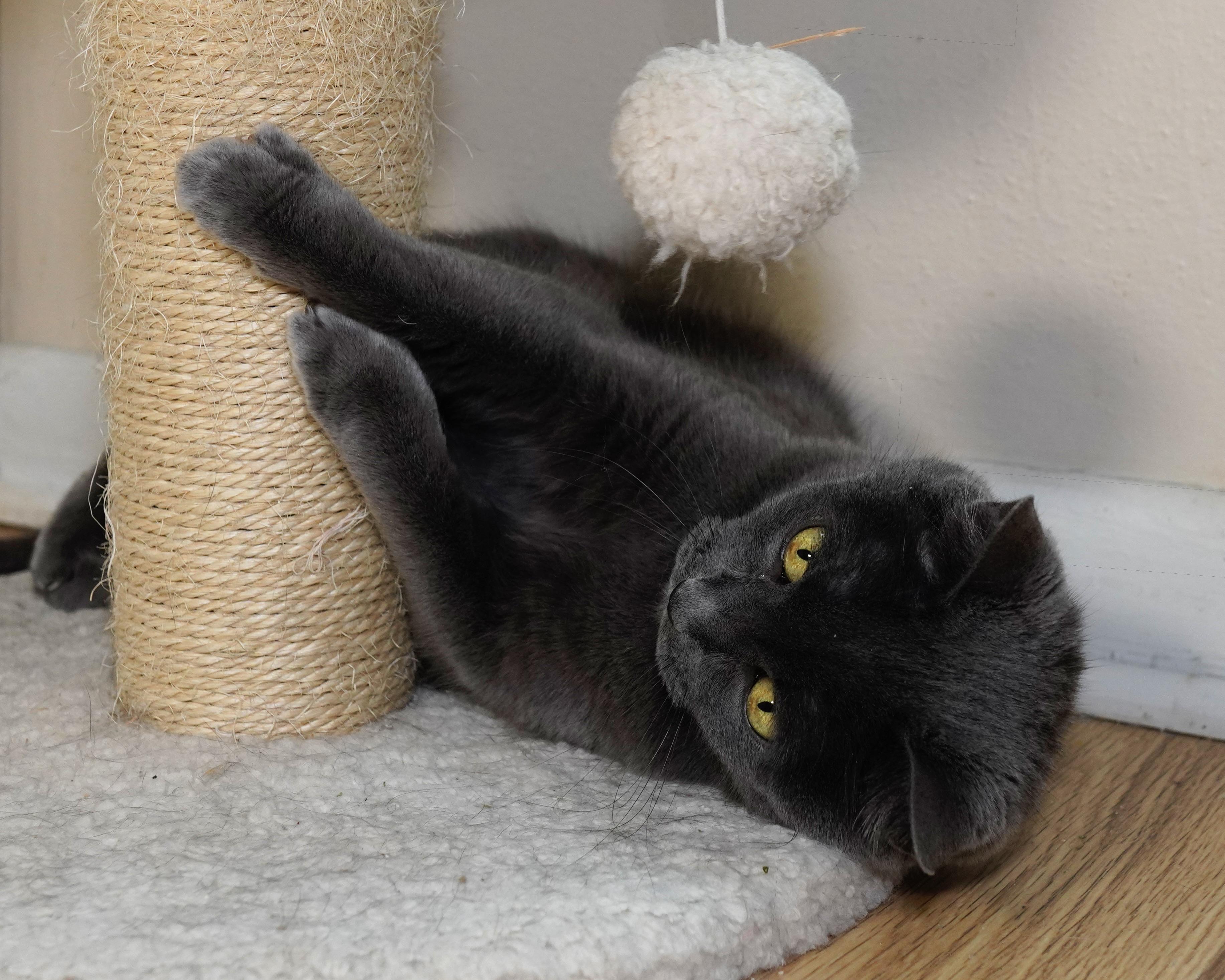 Enlarge Jazzy, a Adoptable Domestic Short Hair in Milwaukee, WI image 3/6