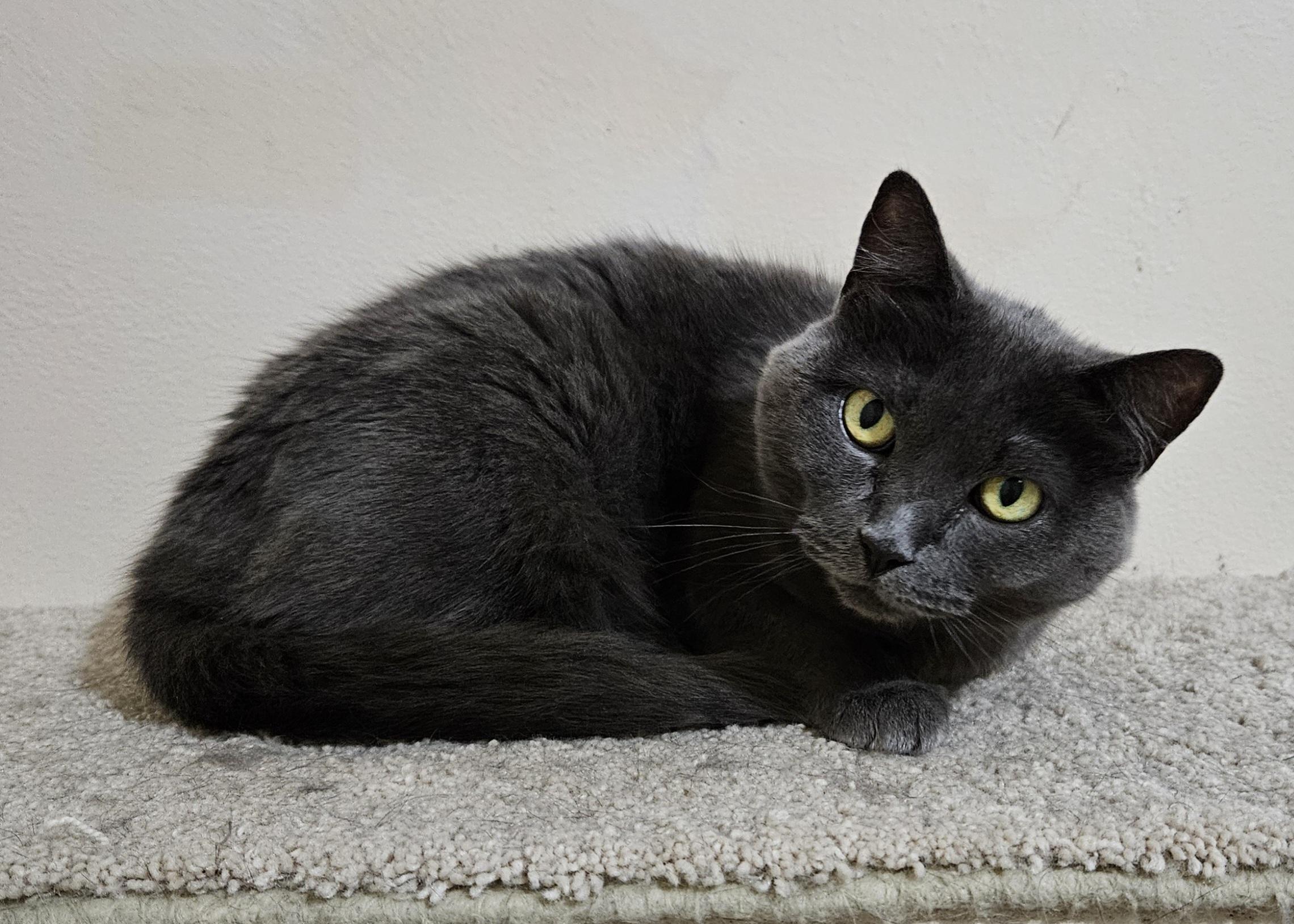 Jazzy, Adoptable, Adult Female Domestic Short Hair.