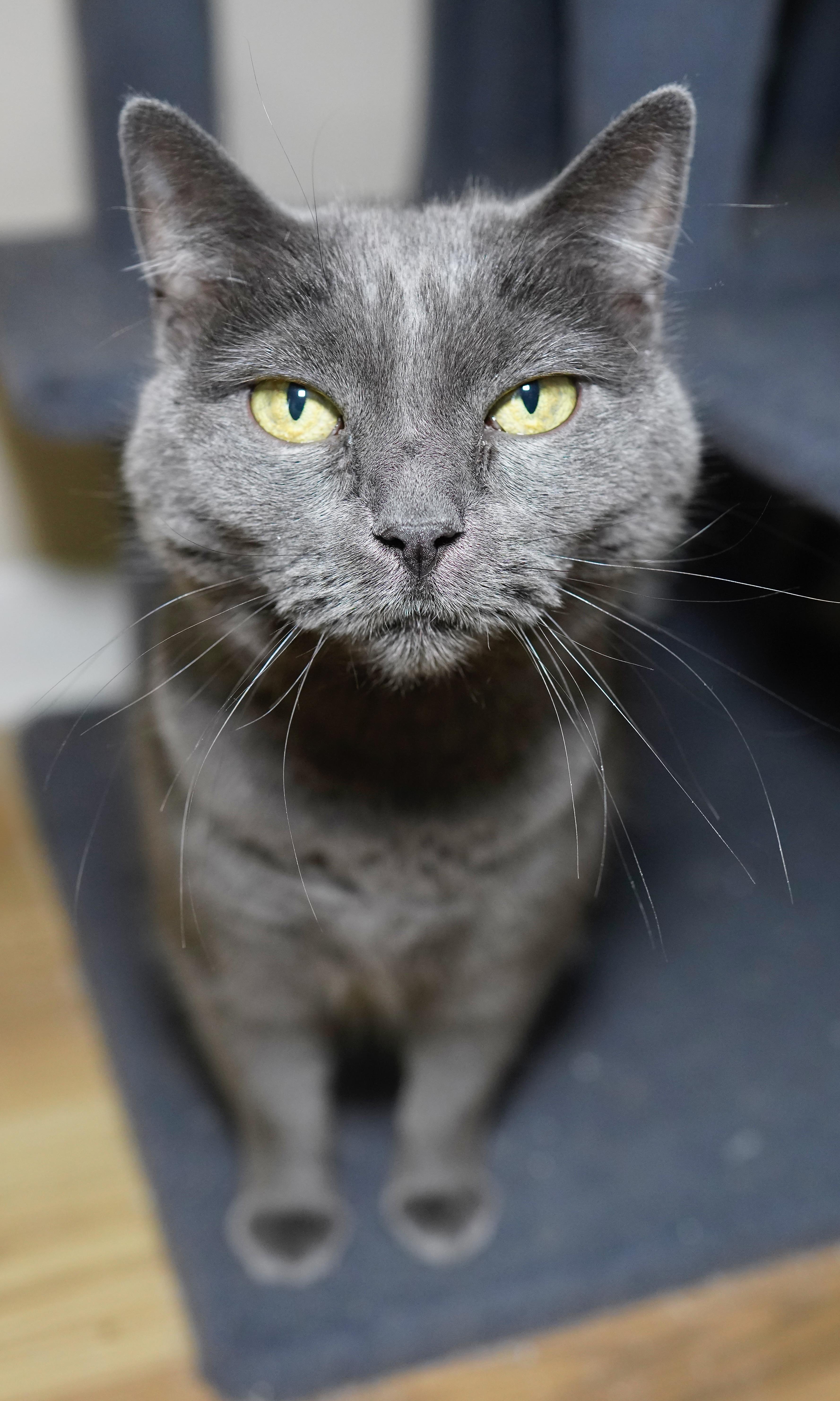 Jazzy, Adoptable, Adult Female Domestic Short Hair.