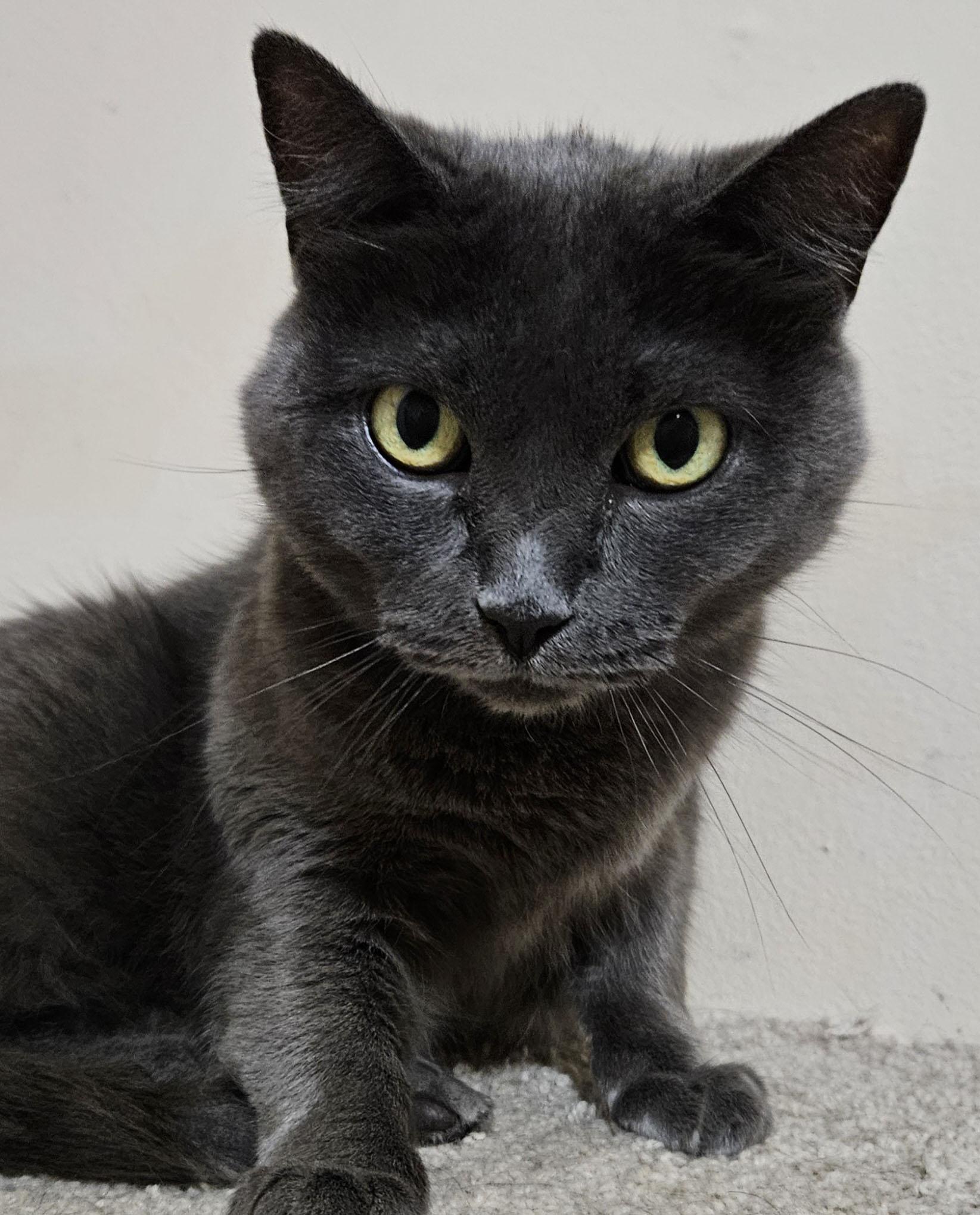 Jazzy, a Adoptable Domestic Short Hair in Milwaukee, WI image 2/6