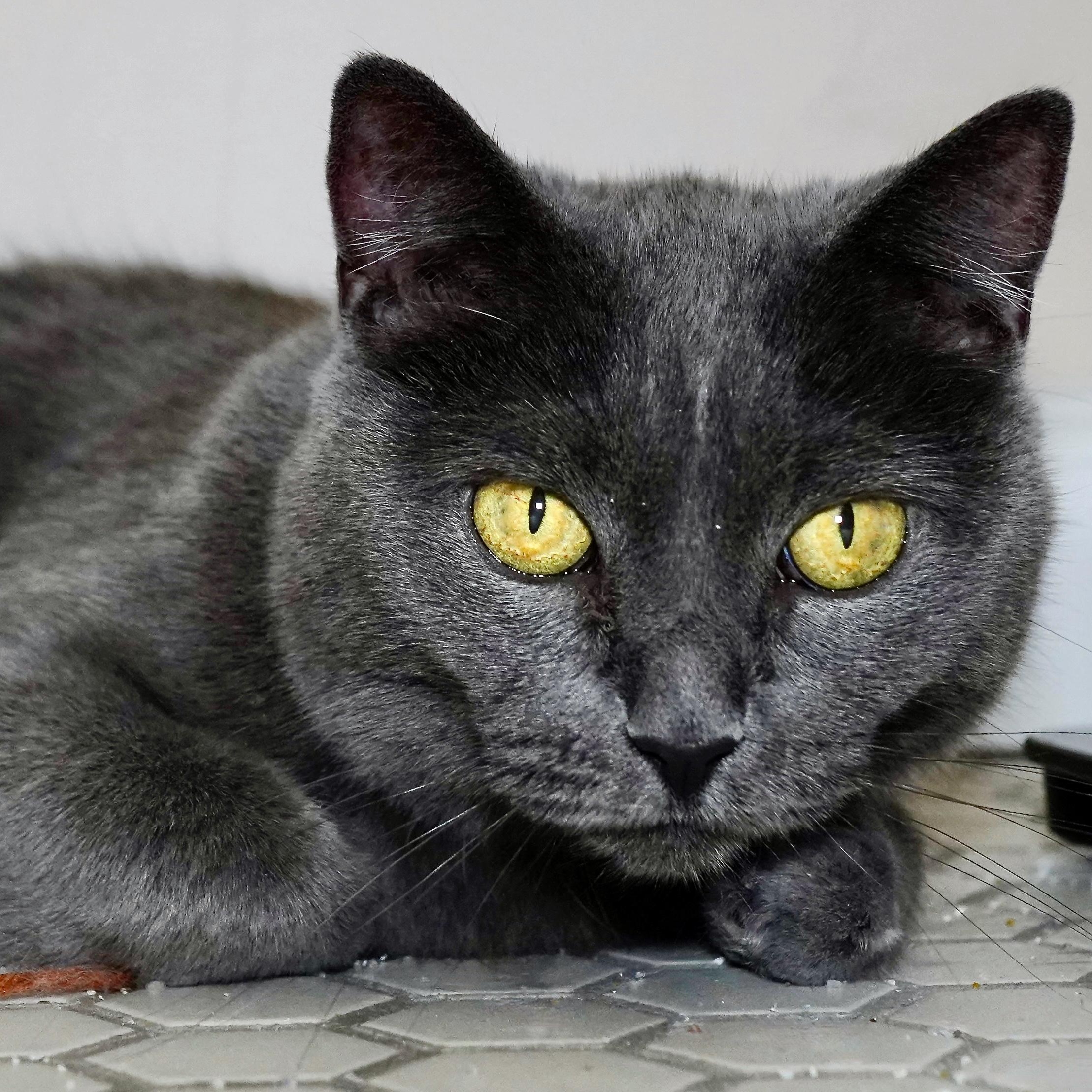 Enlarge Jazzy, a Adoptable Domestic Short Hair in Milwaukee, WI image 1/6