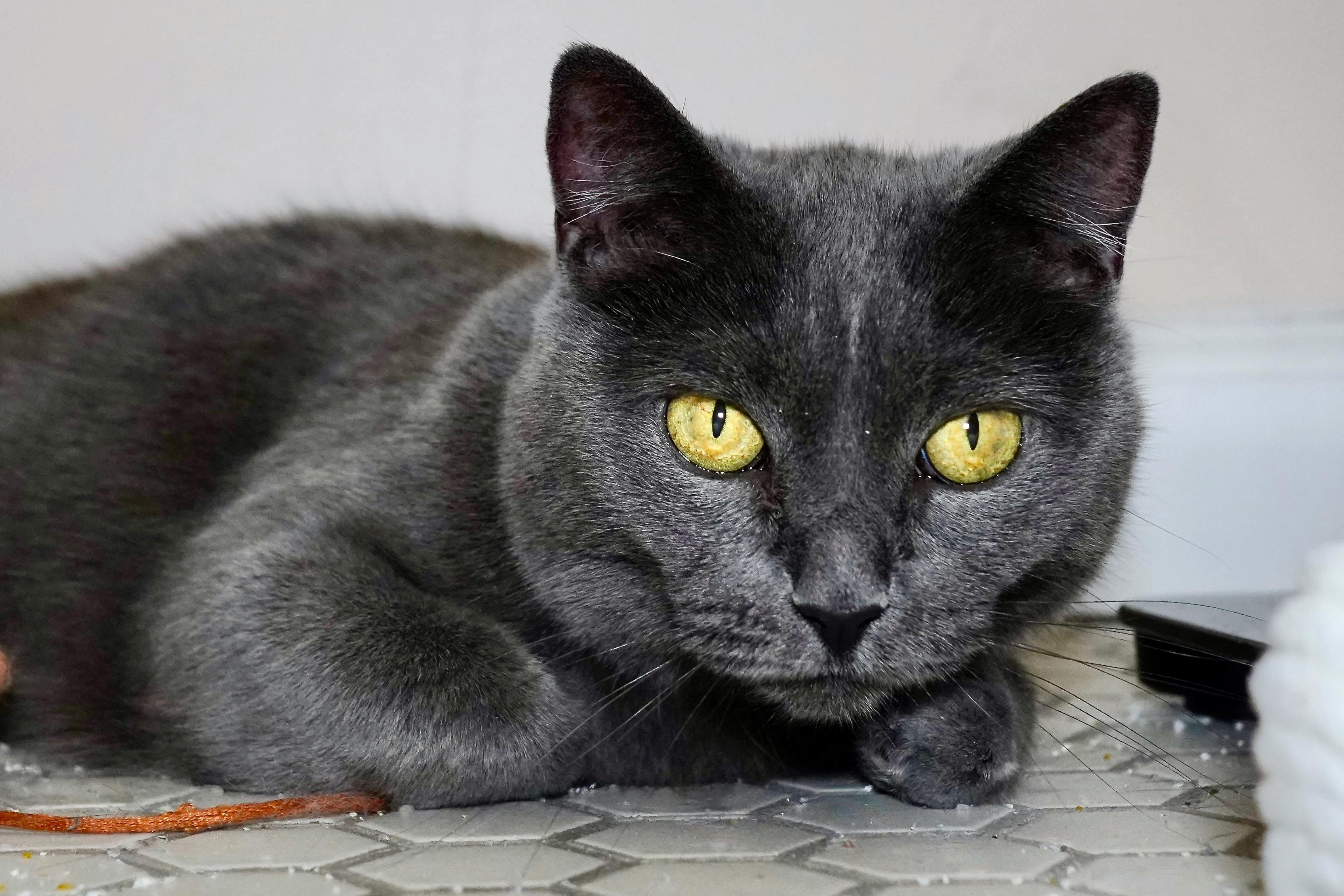Jazzy, a Adoptable Domestic Short Hair in Milwaukee, WI image 5/6