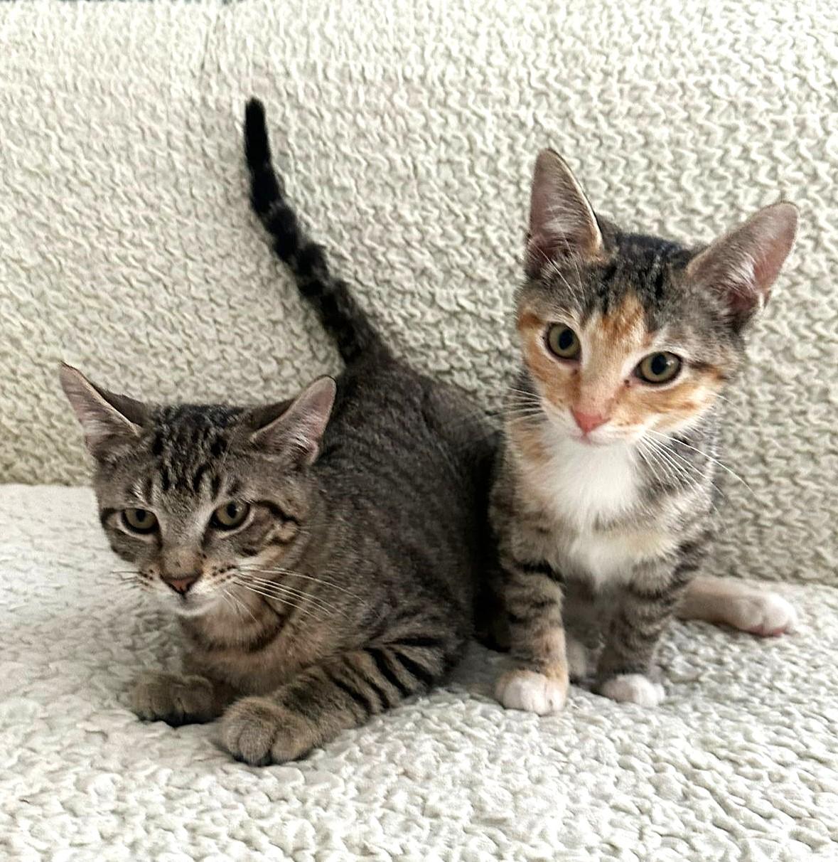 Hazel & Willow - the sweetest duo!, Baby Female Domestic Short Hair