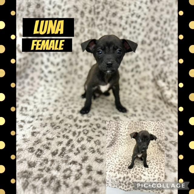 Luna , adopted, Puppy Female Jack Russell Terrier.