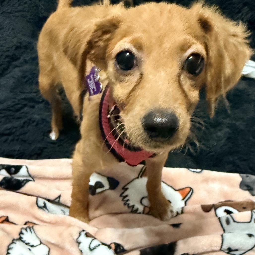 Alani, Adoptable, Puppy Female Cavalier King Charles Spaniel & Chihuahua.