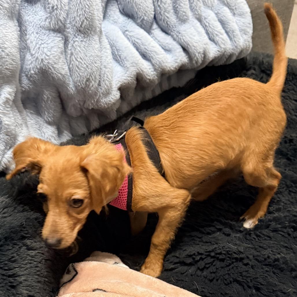 Enlarge Alani, a Adoptable mixed breed in Crystal, MN image 3/4