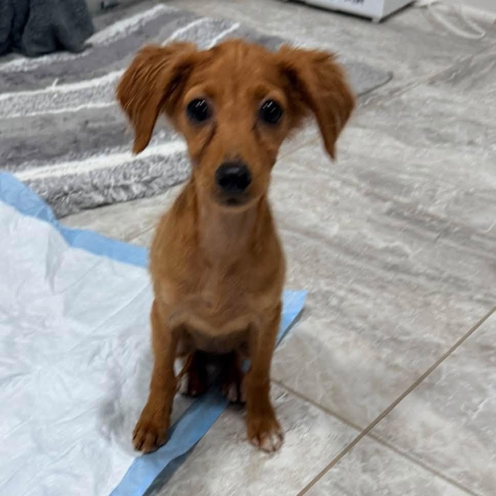 Enlarge Alani, a Adoptable mixed breed in Crystal, MN image 4/4