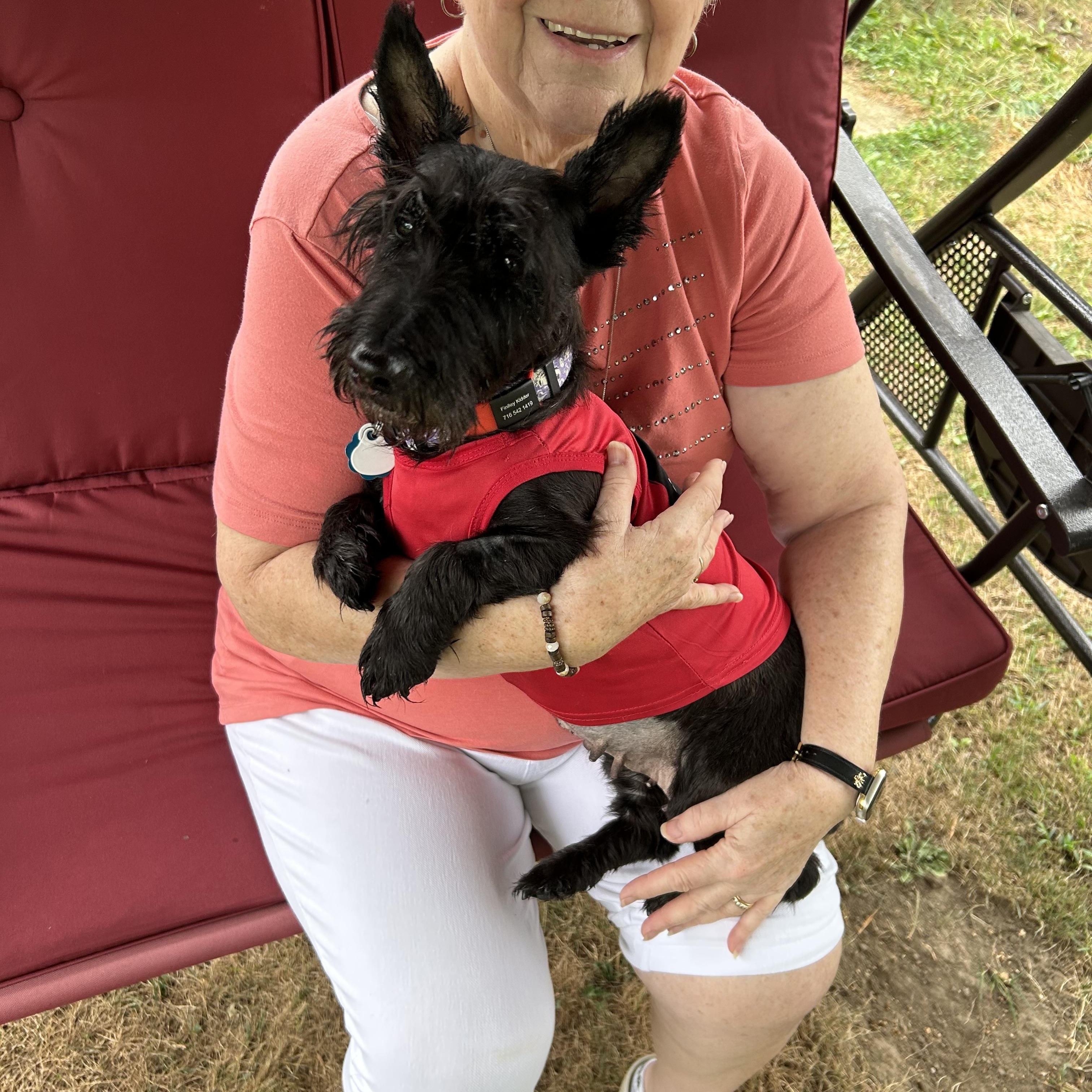 Peighton, a Adopted Scottish Terrier in Rockaway, NJ image 1/5