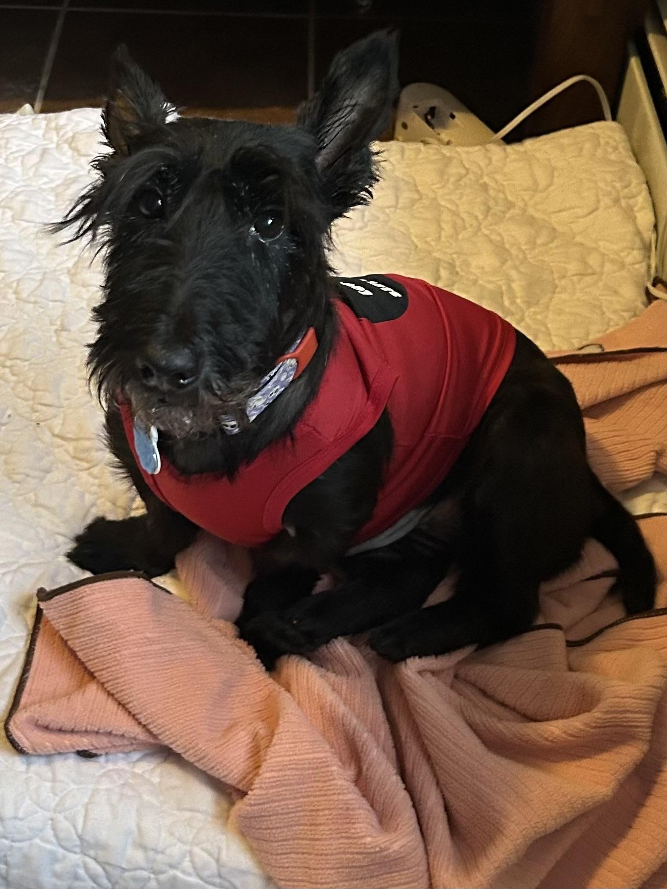 Peighton, a Adopted Scottish Terrier in Rockaway, NJ image 3/5