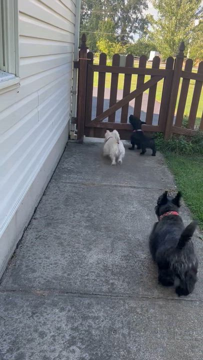 Enlarge Peighton, a Adopted Scottish Terrier in Rockaway, NJ video 2/5