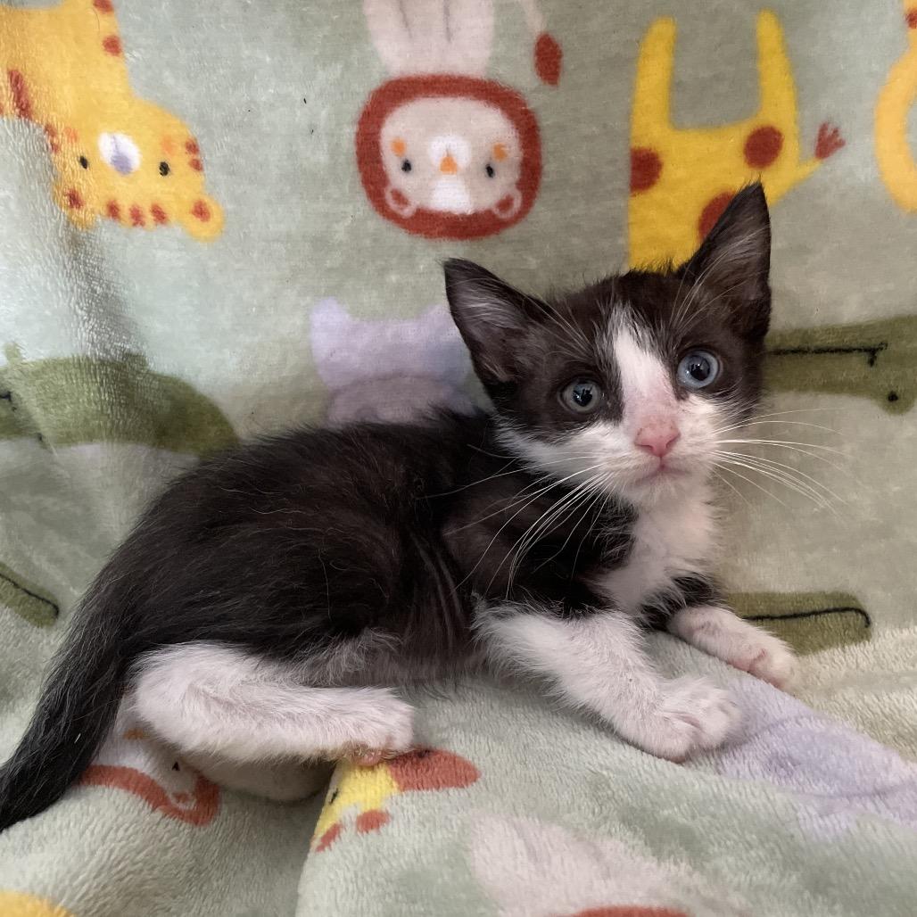 Batman, Adoptable, Kitten Male Domestic Short Hair.