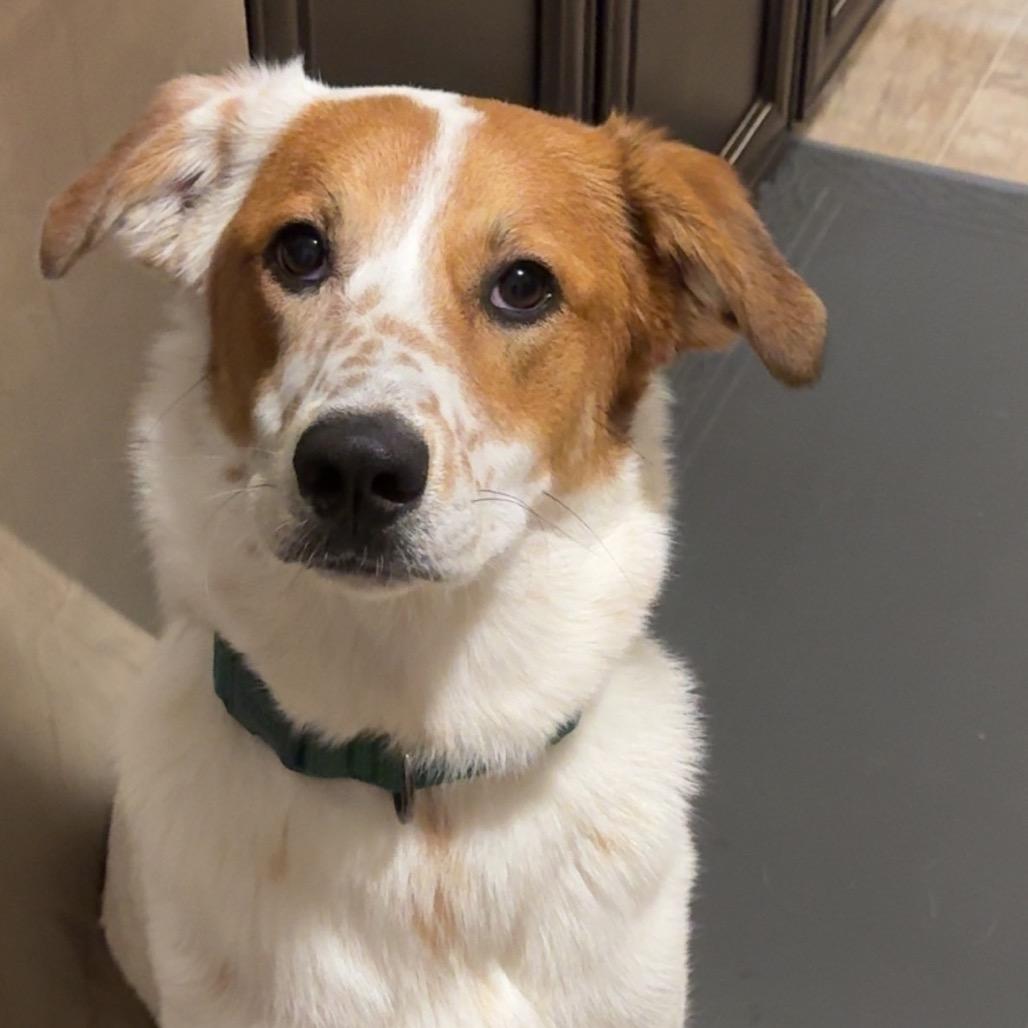 Enlarge Miriam, a Adoptable mixed breed in Huntsville, AL image 1/1