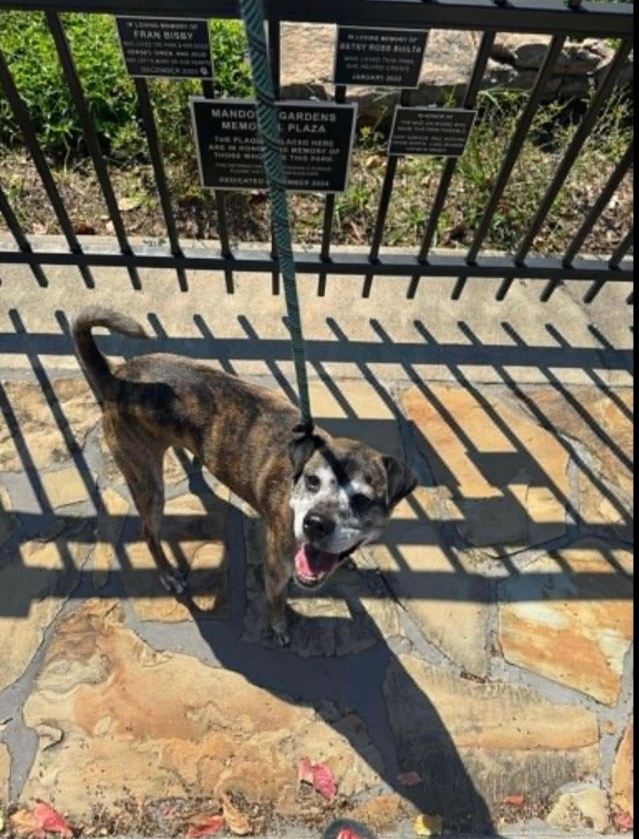 Enlarge Mango, a ADOPTABLE mixed breed in houston, TX image 5/5