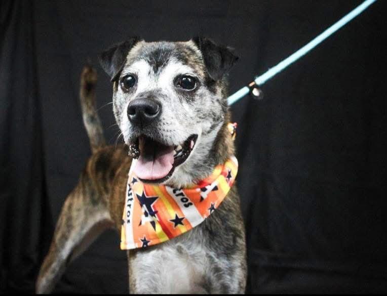 Enlarge Mango, a ADOPTABLE mixed breed in houston, TX image 2/5