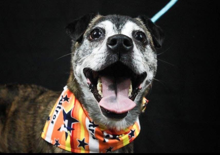 Enlarge Mango, a ADOPTABLE mixed breed in houston, TX image 1/5