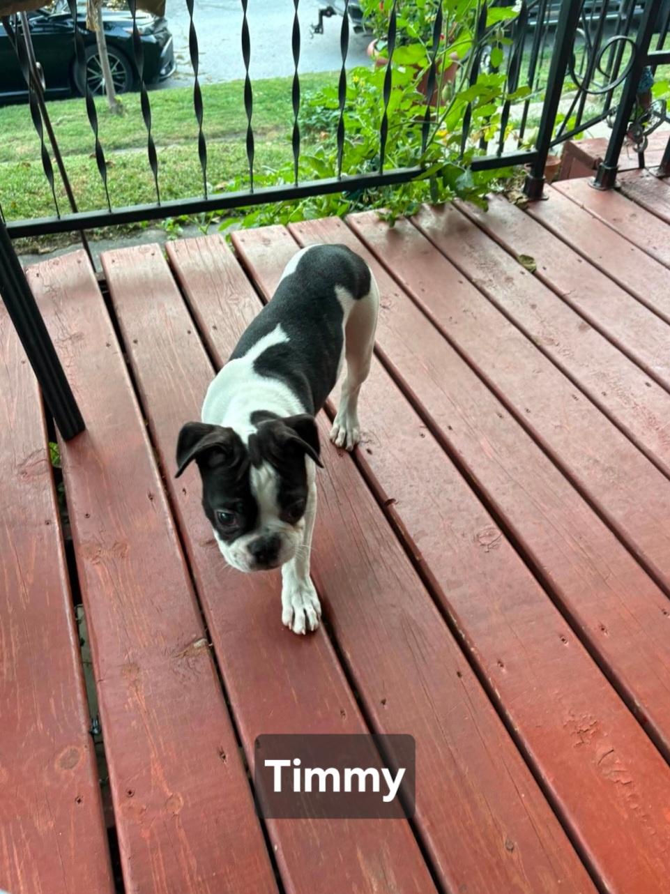Enlarge Timmy, a Adopted mixed breed in Wever, IA image 2/6