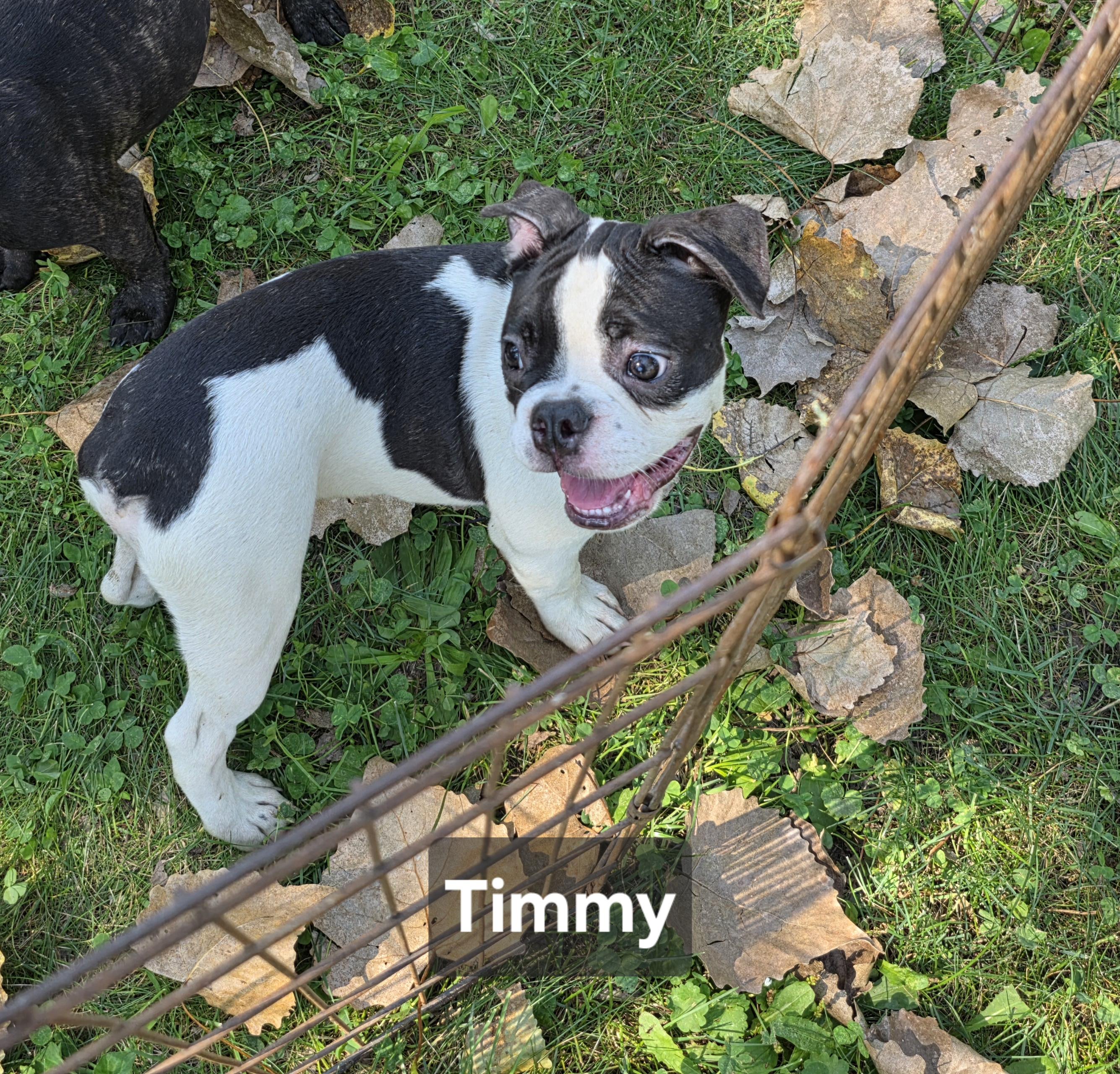 Enlarge Timmy, a Adopted mixed breed in Wever, IA image 4/6