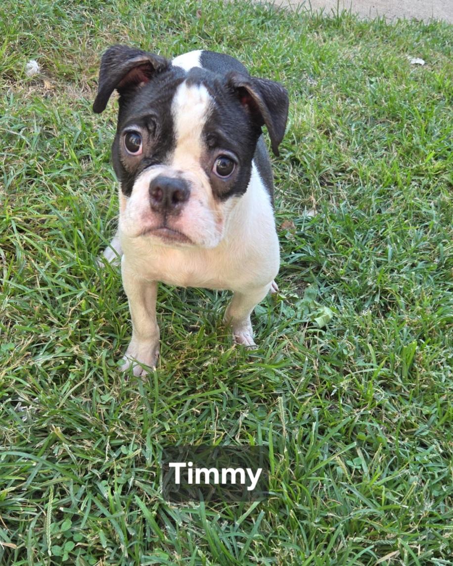 Timmy, Adopted, Puppy Male Boston Terrier & French Bulldog.