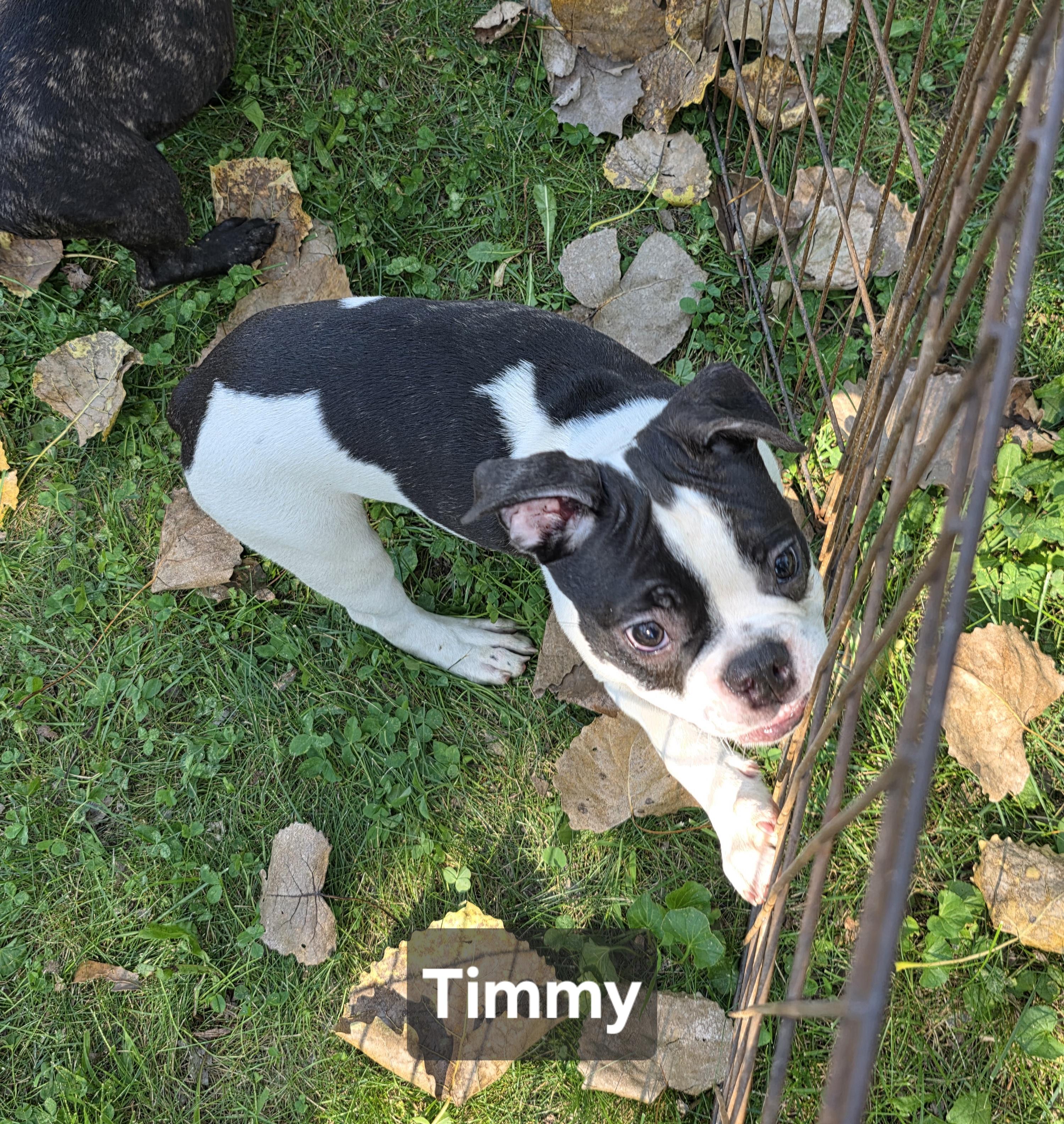 Enlarge Timmy, a Adopted mixed breed in Wever, IA image 3/6