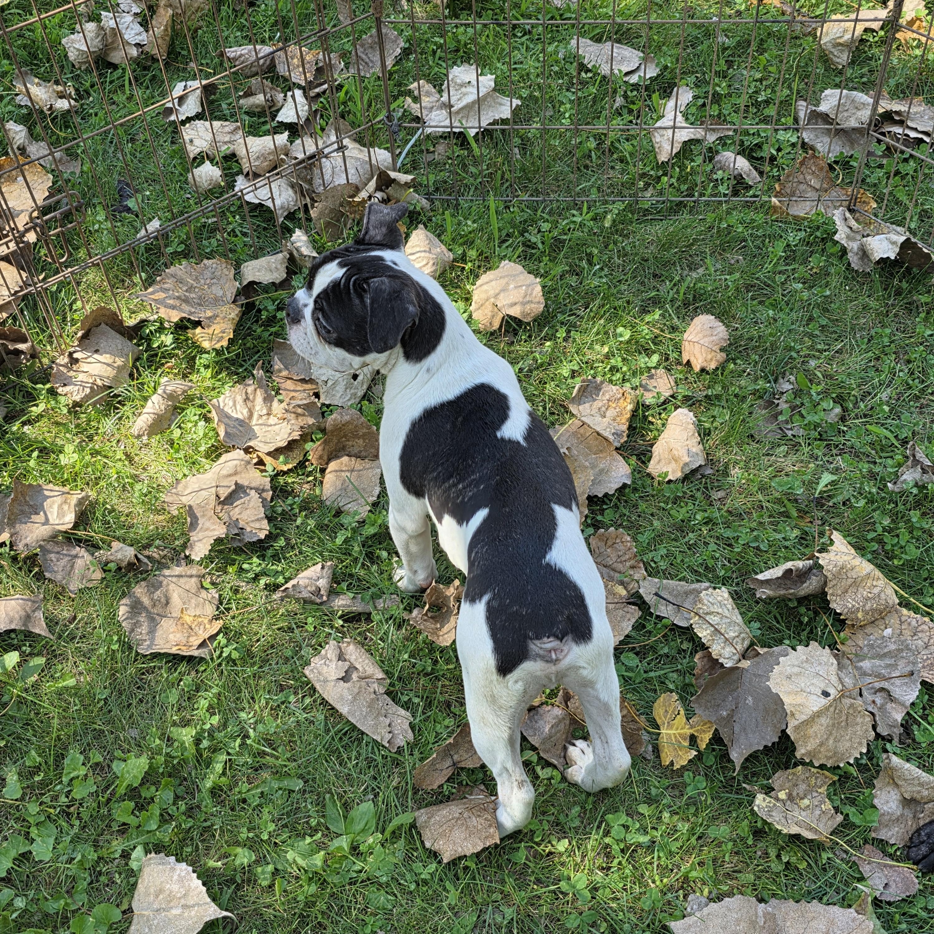 Enlarge Timmy, a Adopted mixed breed in Wever, IA image 5/6