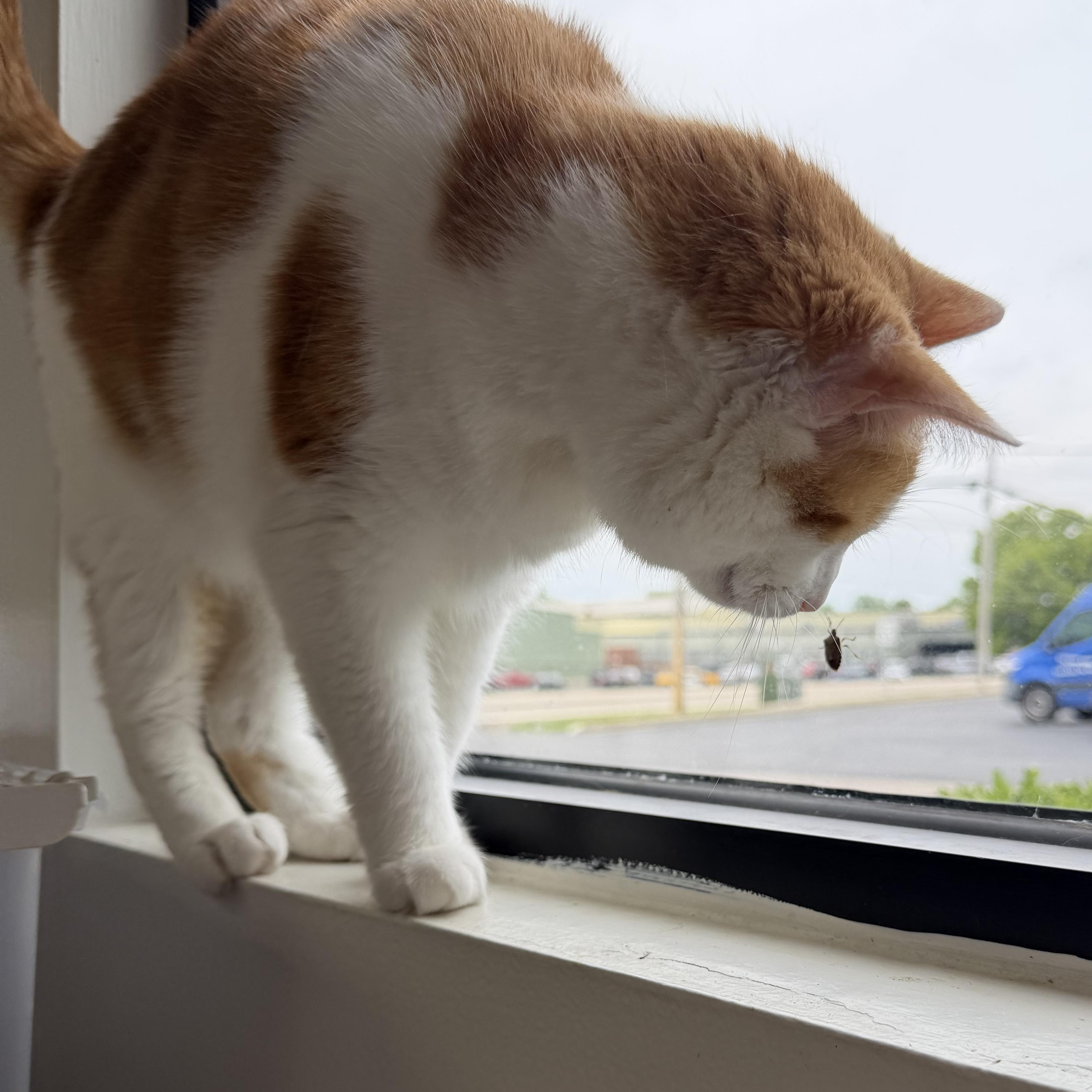 Brady (FIV+), a ADOPTABLE Domestic Short Hair in Cincinnati, OH image 6/6