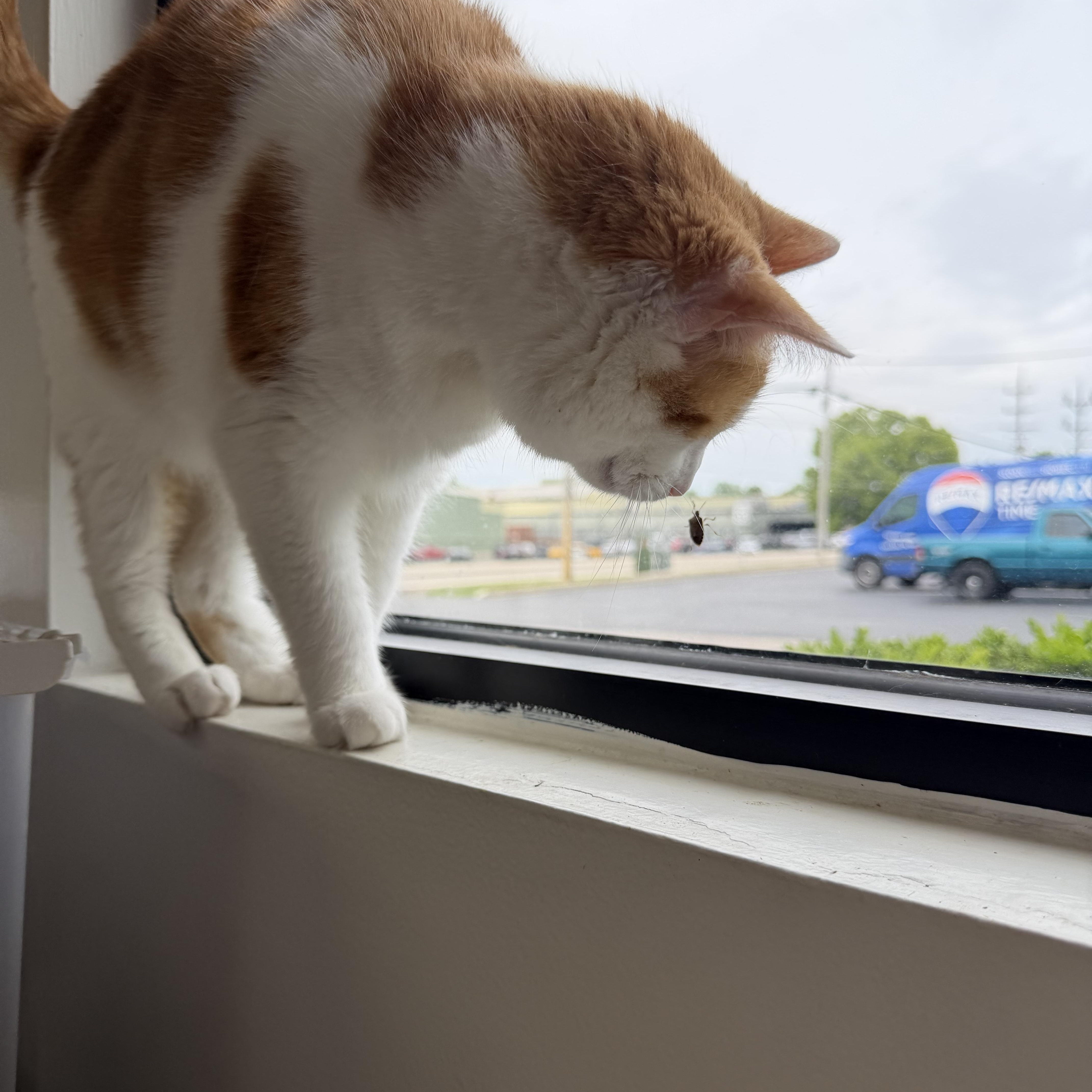 Enlarge Brady (FIV+), a ADOPTABLE Domestic Short Hair in Cincinnati, OH image 6/6