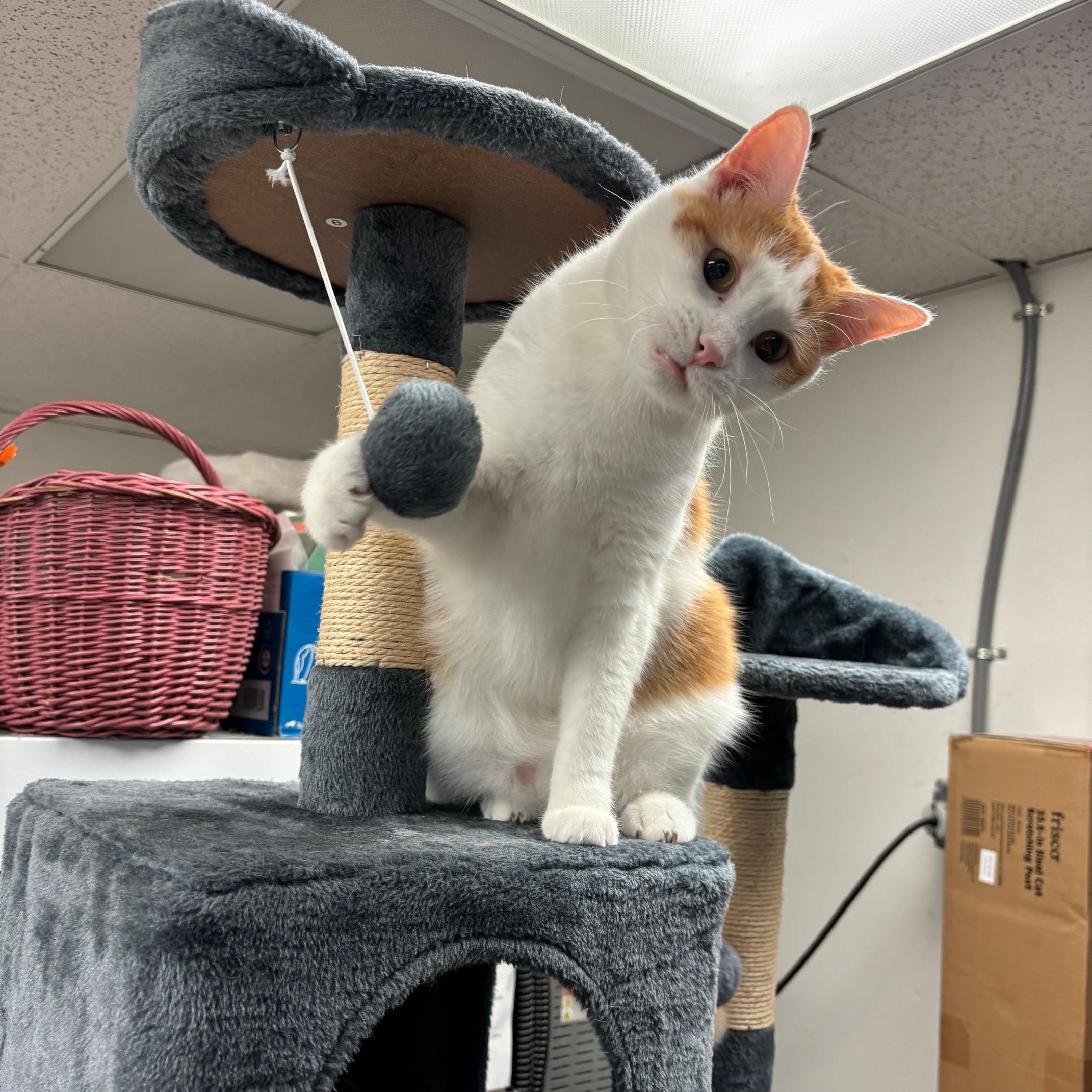 Brady (FIV+) — thumbnail 2