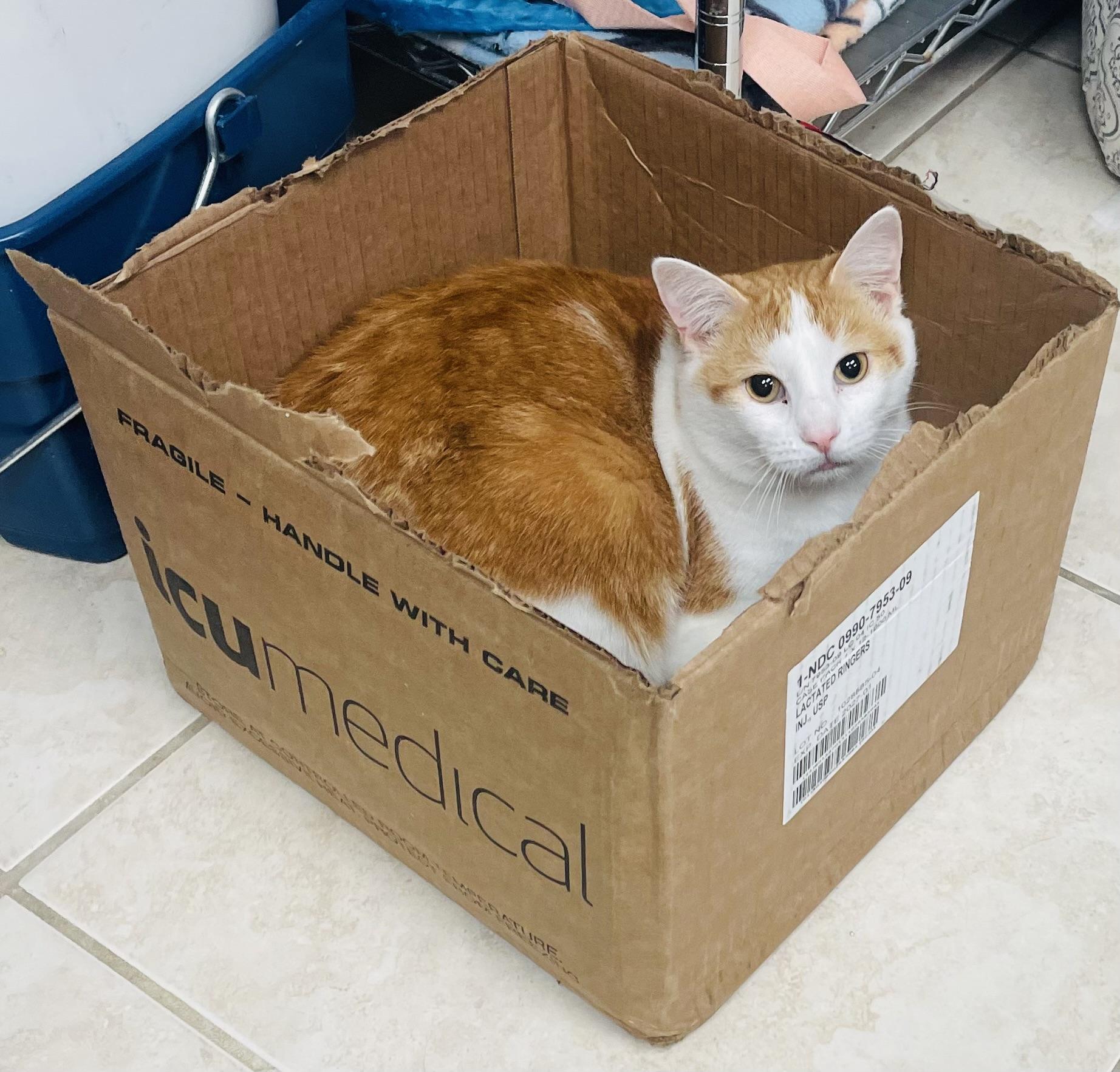 Brady (FIV+) — thumbnail 3