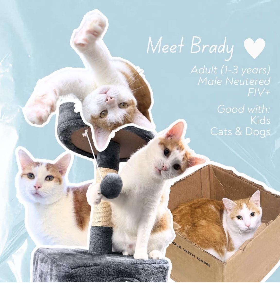Brady (FIV+), a ADOPTABLE Domestic Short Hair in Cincinnati, OH image 1/6