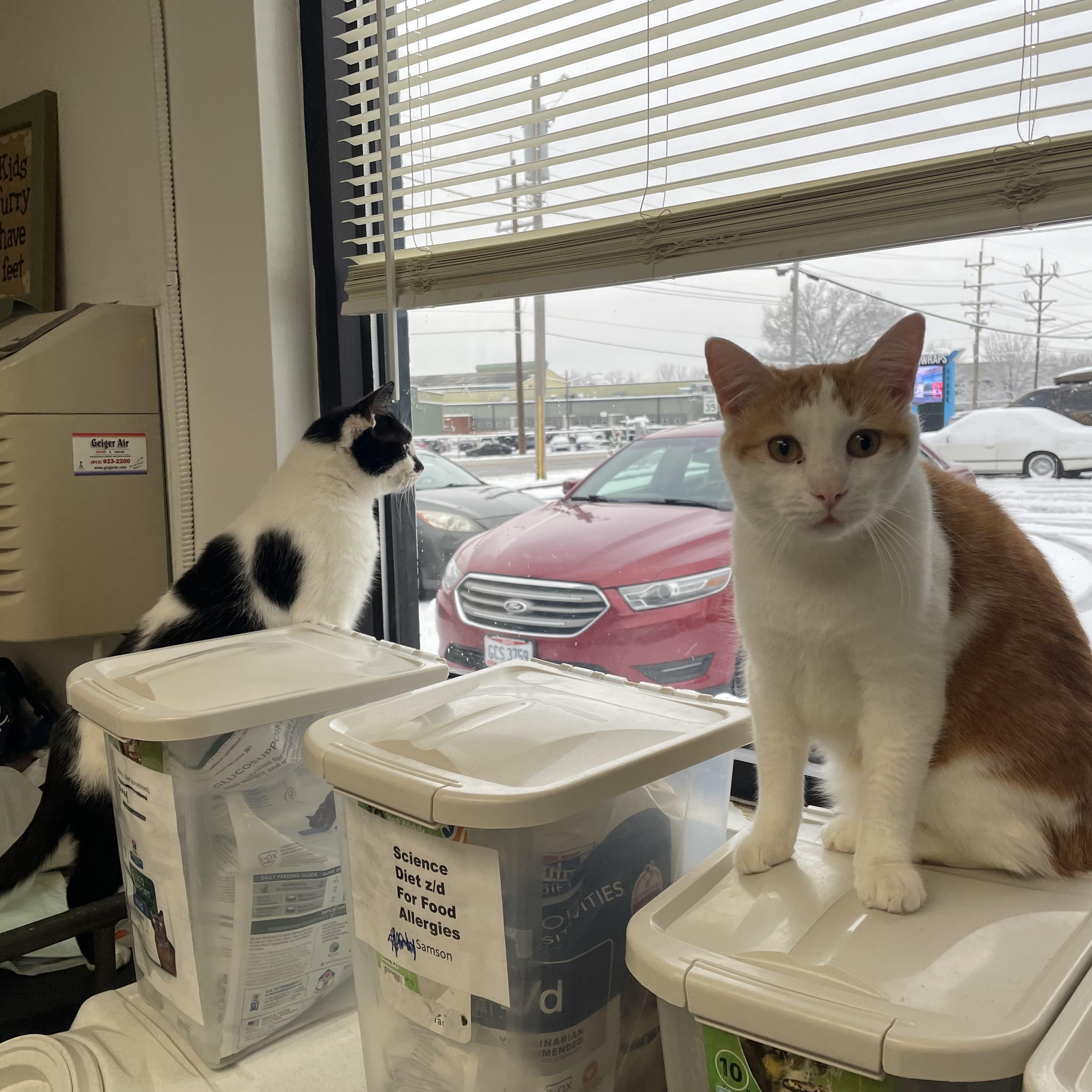 Brady (FIV+) — thumbnail 5