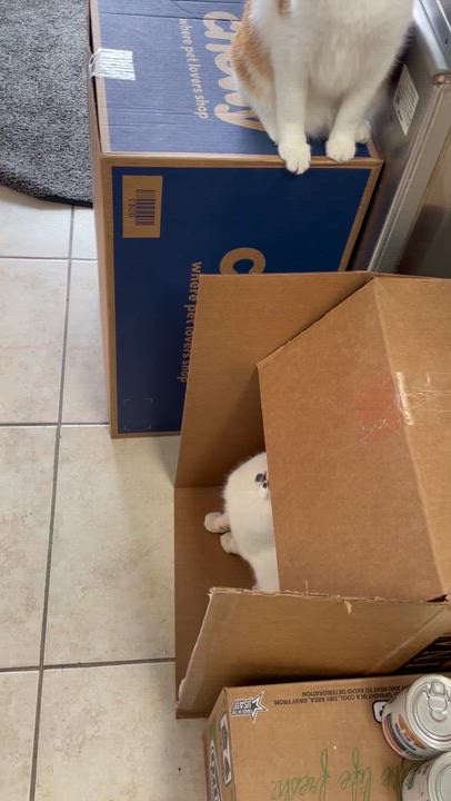 Enlarge Brady (FIV+), a ADOPTABLE Domestic Short Hair in Cincinnati, OH video 6/6