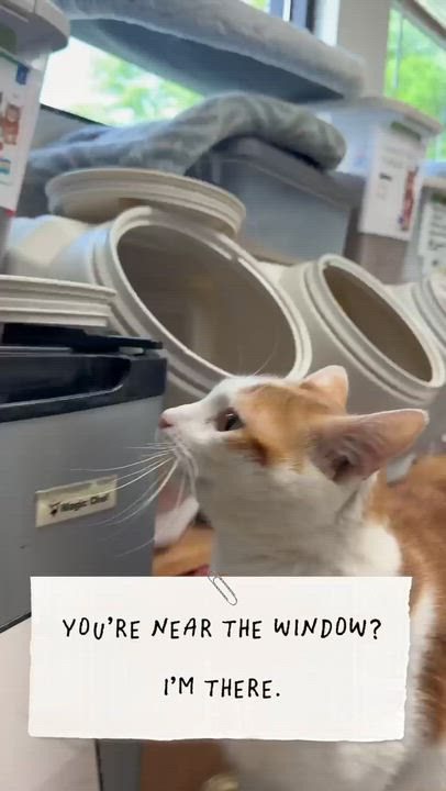 Enlarge Brady (FIV+), a ADOPTABLE Domestic Short Hair in Cincinnati, OH video 2/6