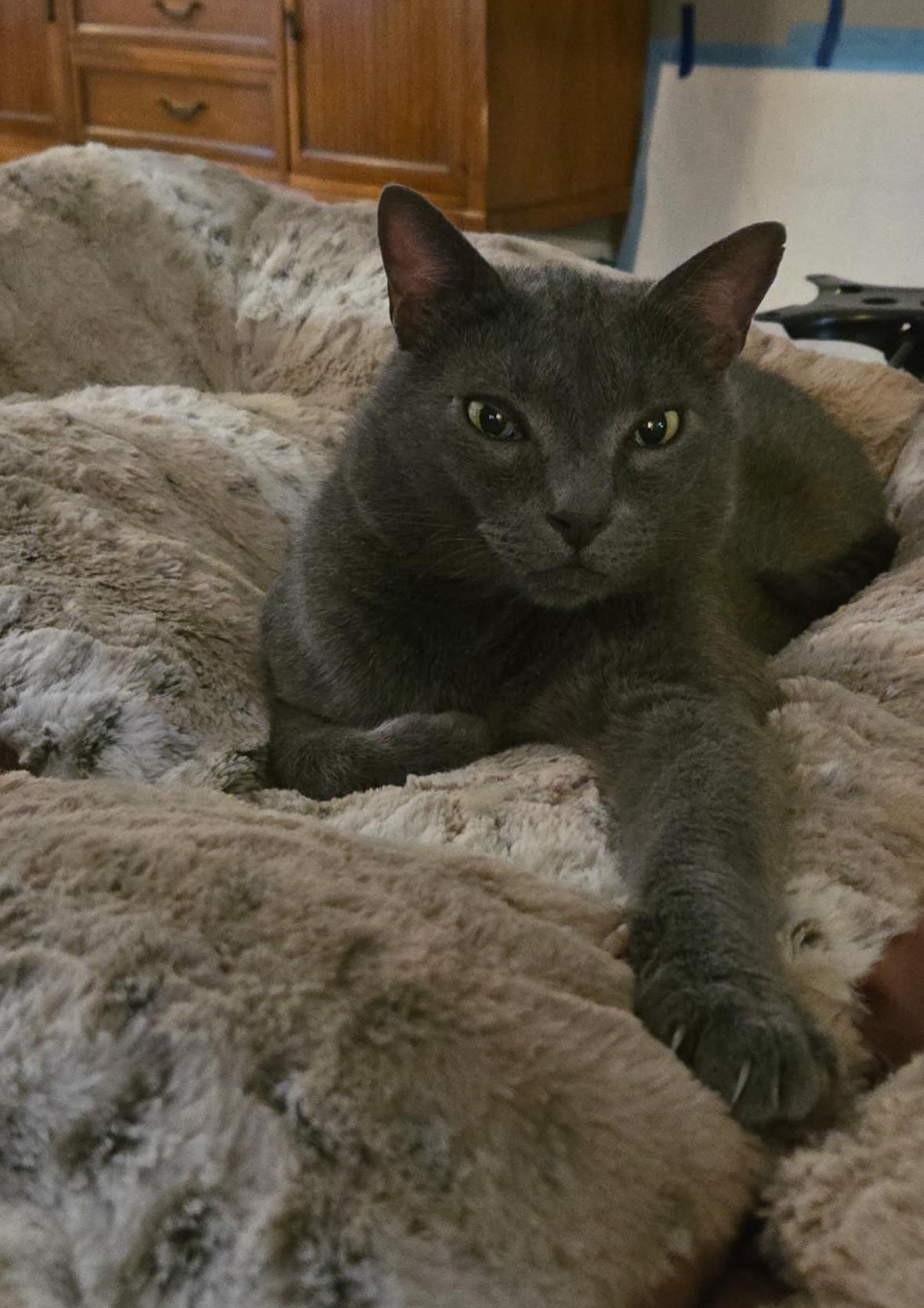 Enlarge Ranger, a Adoptable Russian Blue in Loganville, GA image 1/2