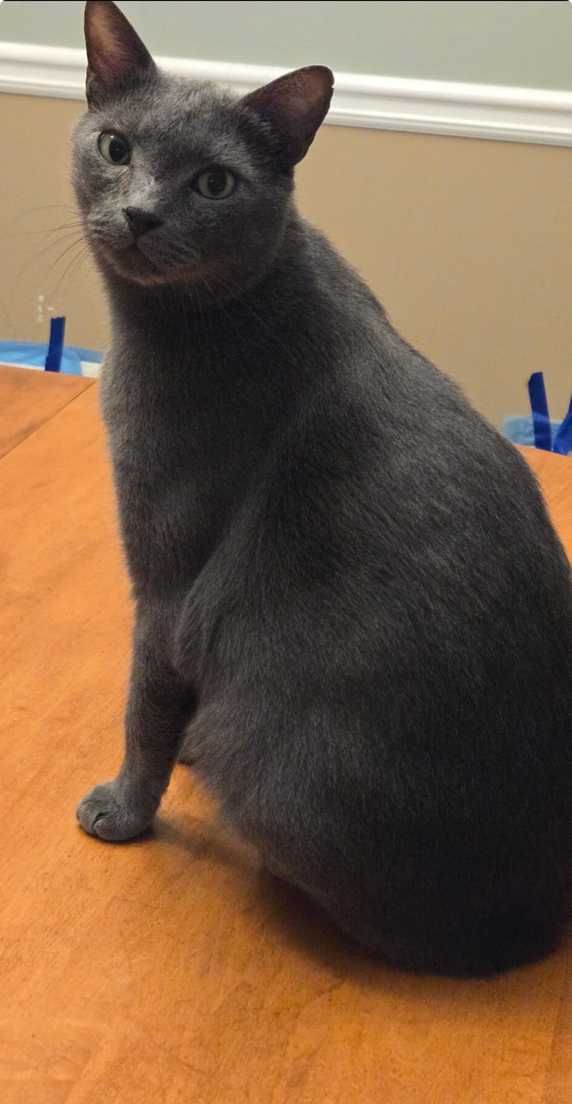 Enlarge Ranger, a Adoptable Russian Blue in Loganville, GA image 2/2