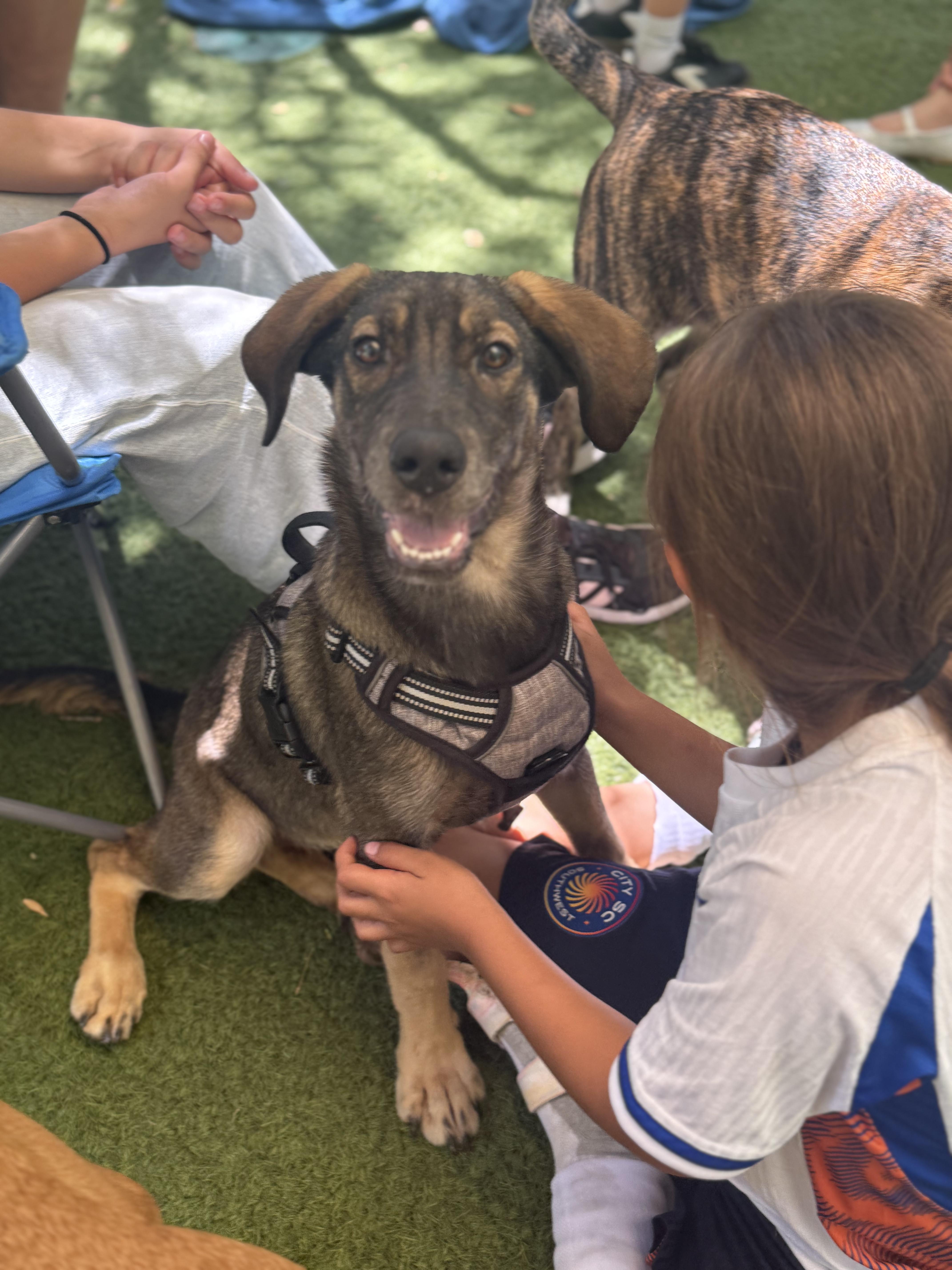 Penny, a ADOPTABLE mixed breed in San Diego, CA image 2/3