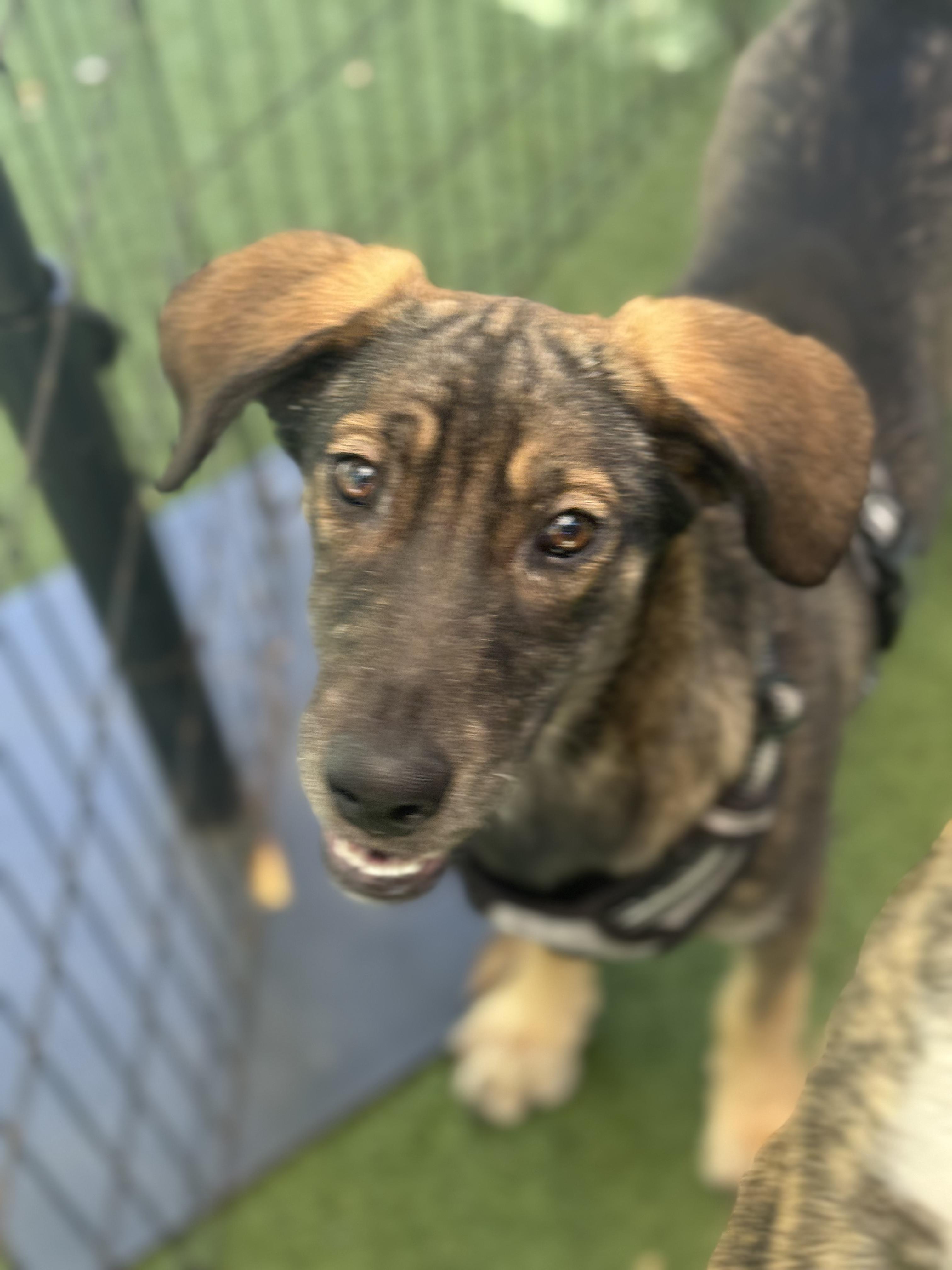Penny, a ADOPTABLE mixed breed in San Diego, CA image 1/3