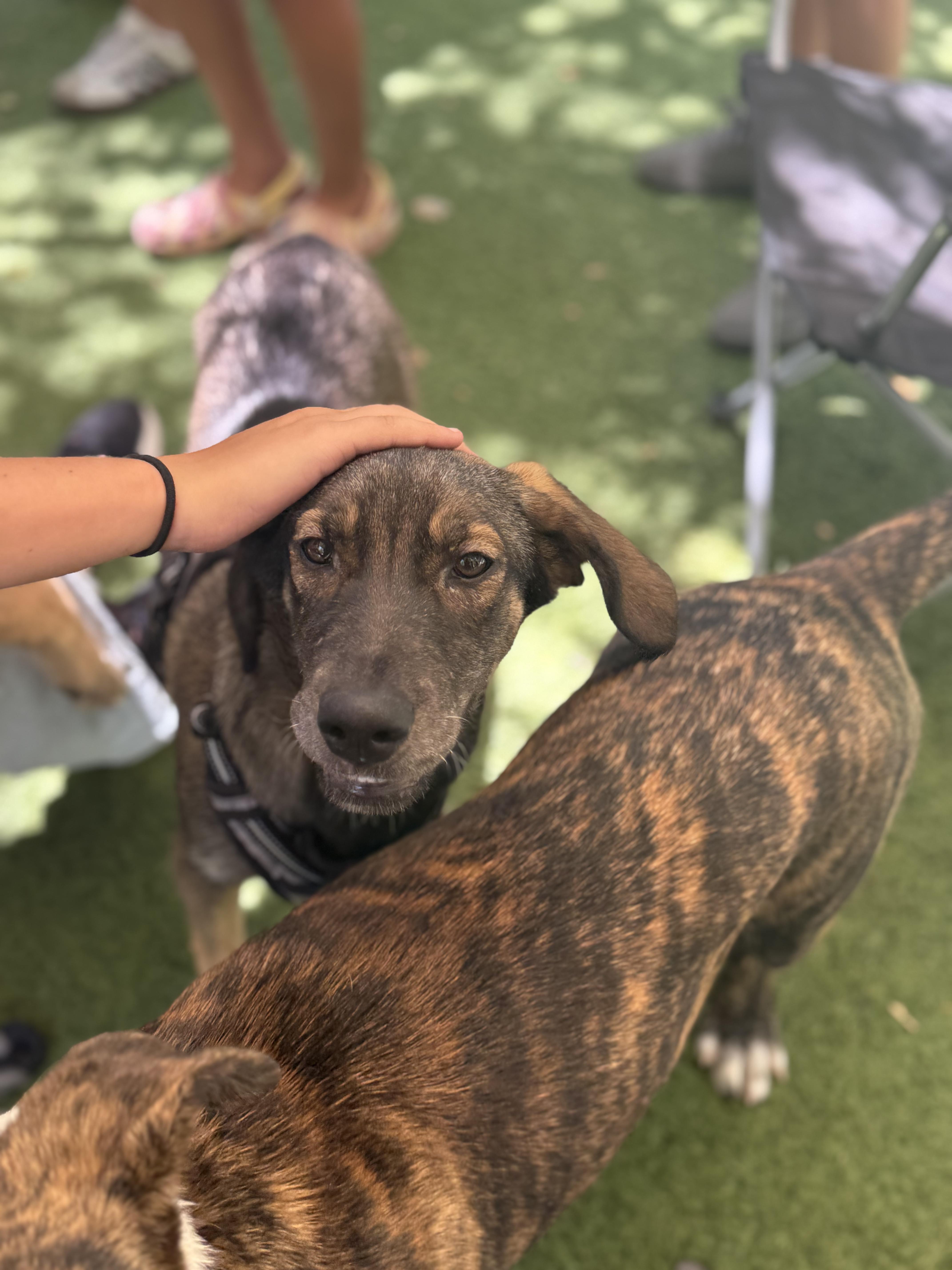 Penny, a ADOPTABLE mixed breed in San Diego, CA image 3/3