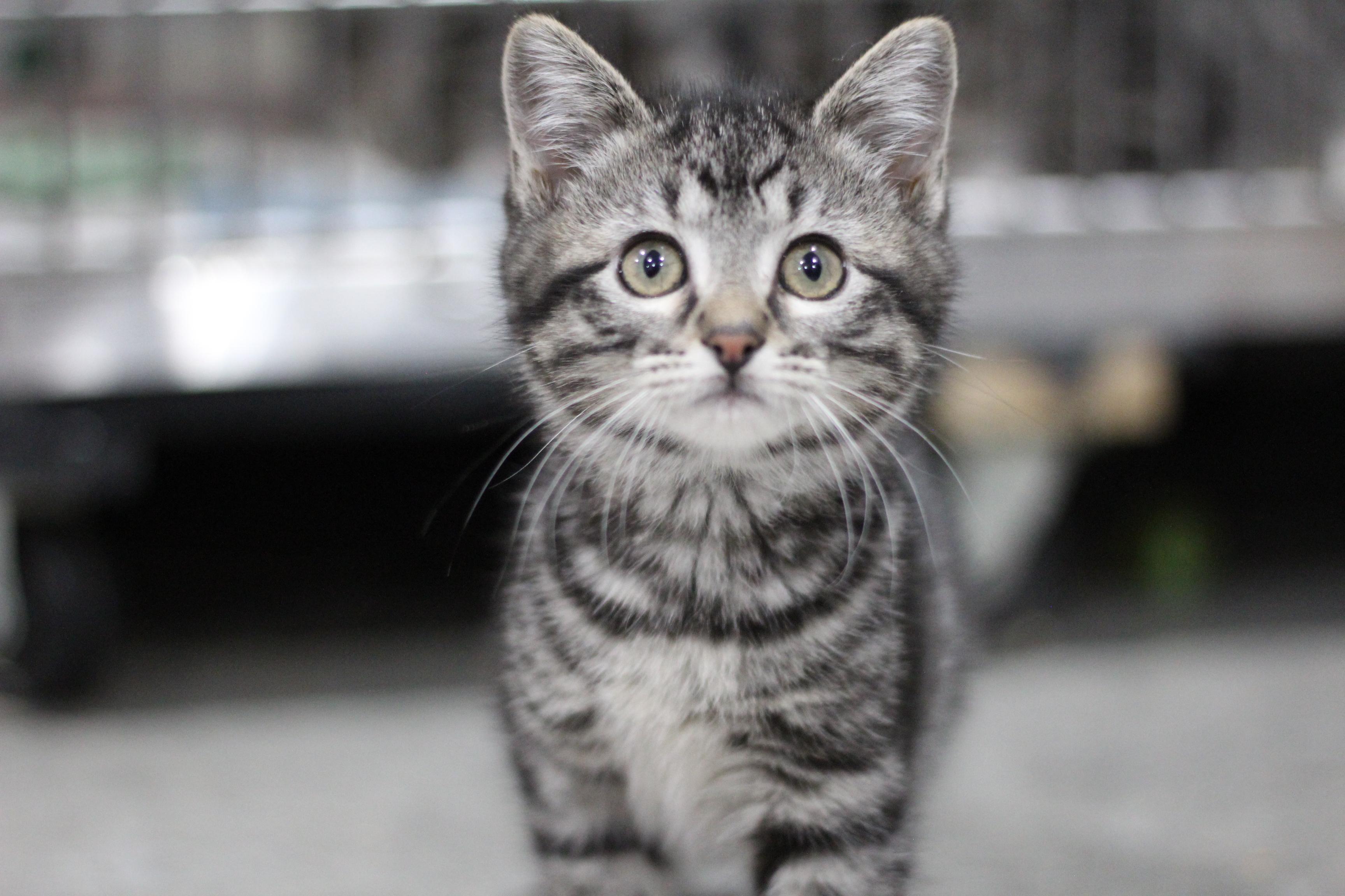 Enlarge Sneezy, an adopted Domestic Short Hair in Ottumwa, IA image 1/1