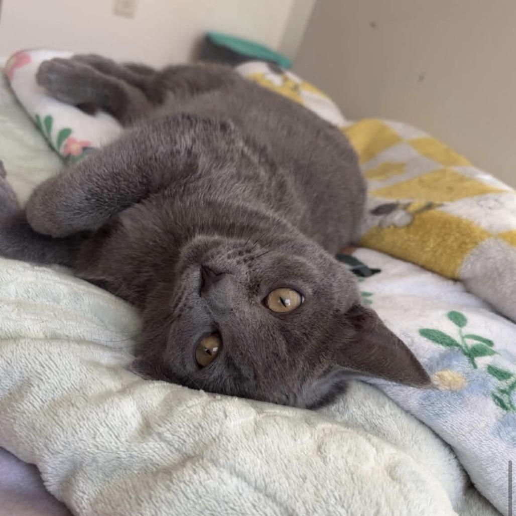 Jessie, Adoptable, Young Female Domestic Short Hair.