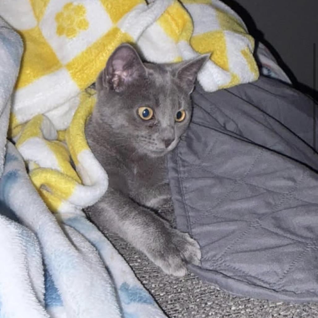 Enlarge Jessie, a Adoptable Domestic Short Hair in Harrisonburg, VA image 2/6