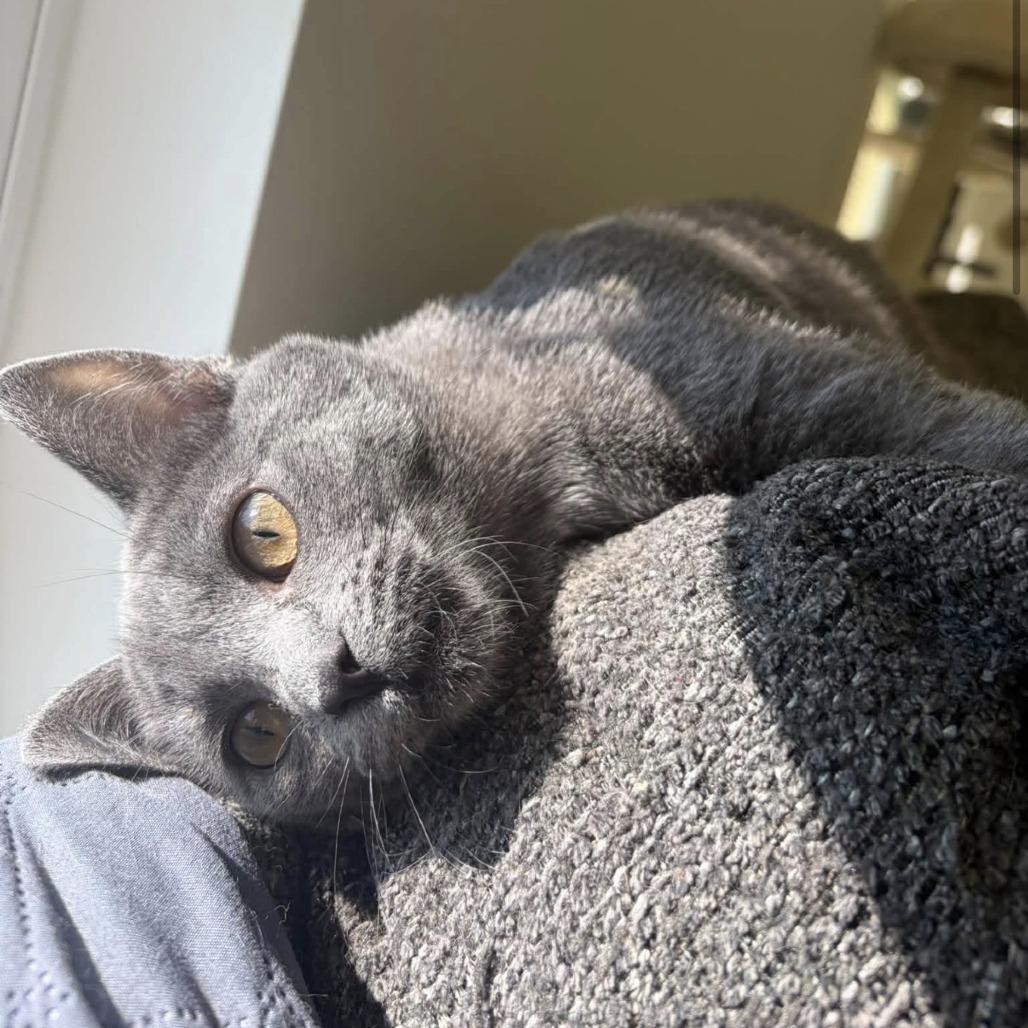 Enlarge Jessie, a Adoptable Domestic Short Hair in Harrisonburg, VA image 5/6