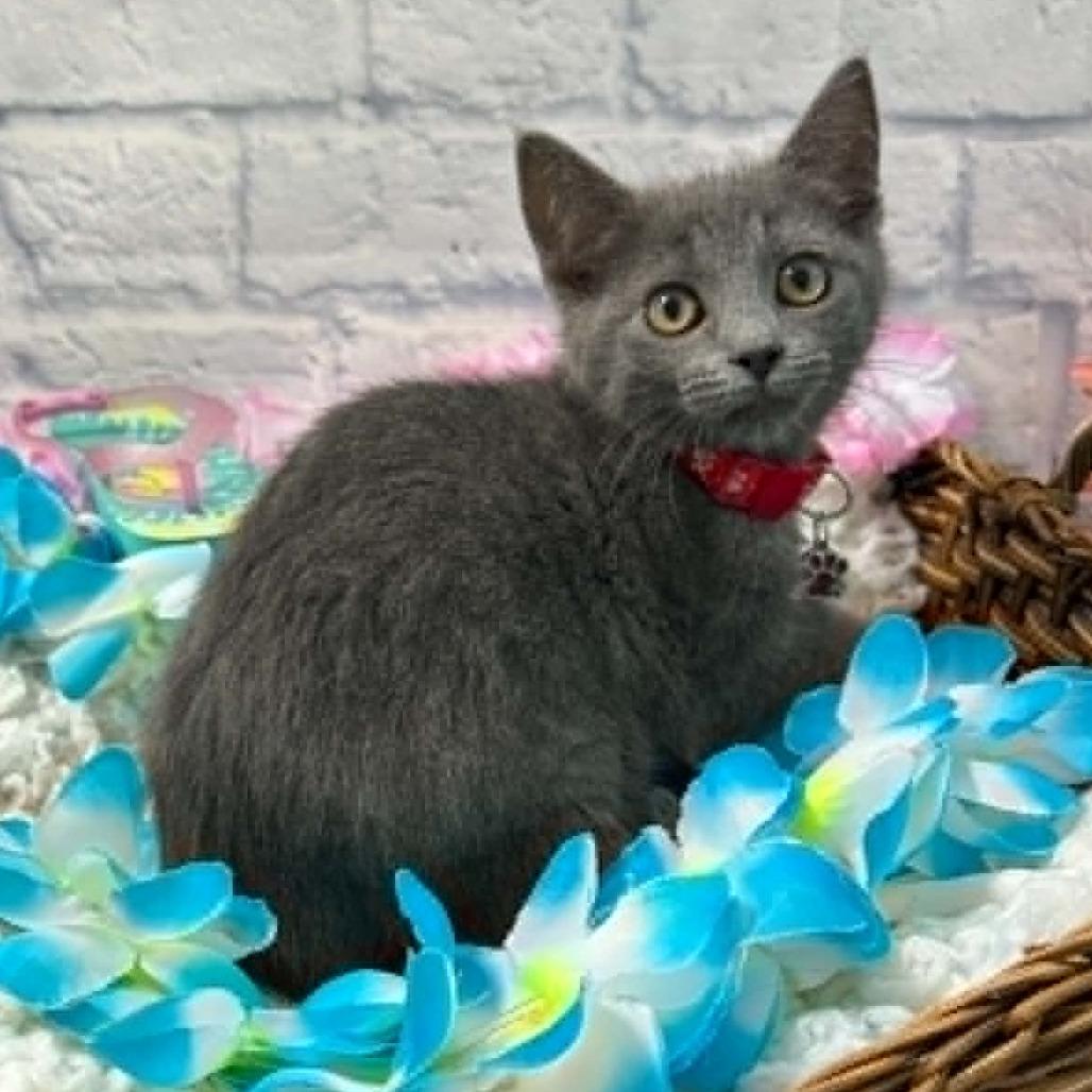 Enlarge Jessie, a Adoptable Domestic Short Hair in Harrisonburg, VA image 6/6