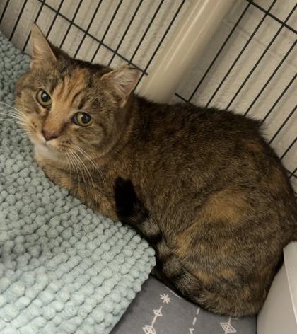 Enlarge Morning, a Adoptable mixed breed in Norfolk, VA image 1/1