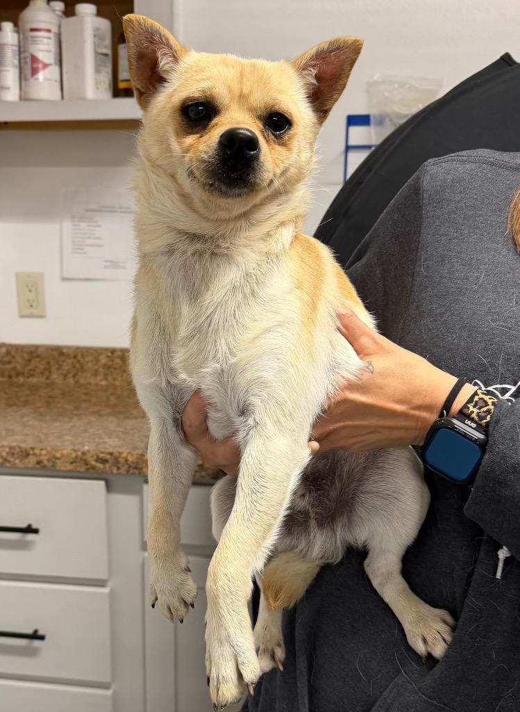 Pedro, a Adoptable mixed breed in Seven Points, TX image 1/4