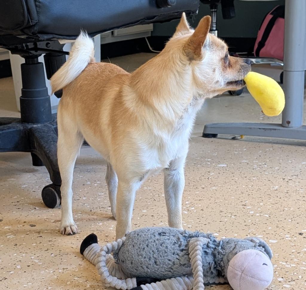 Pedro, a Adoptable mixed breed in Seven Points, TX image 2/4